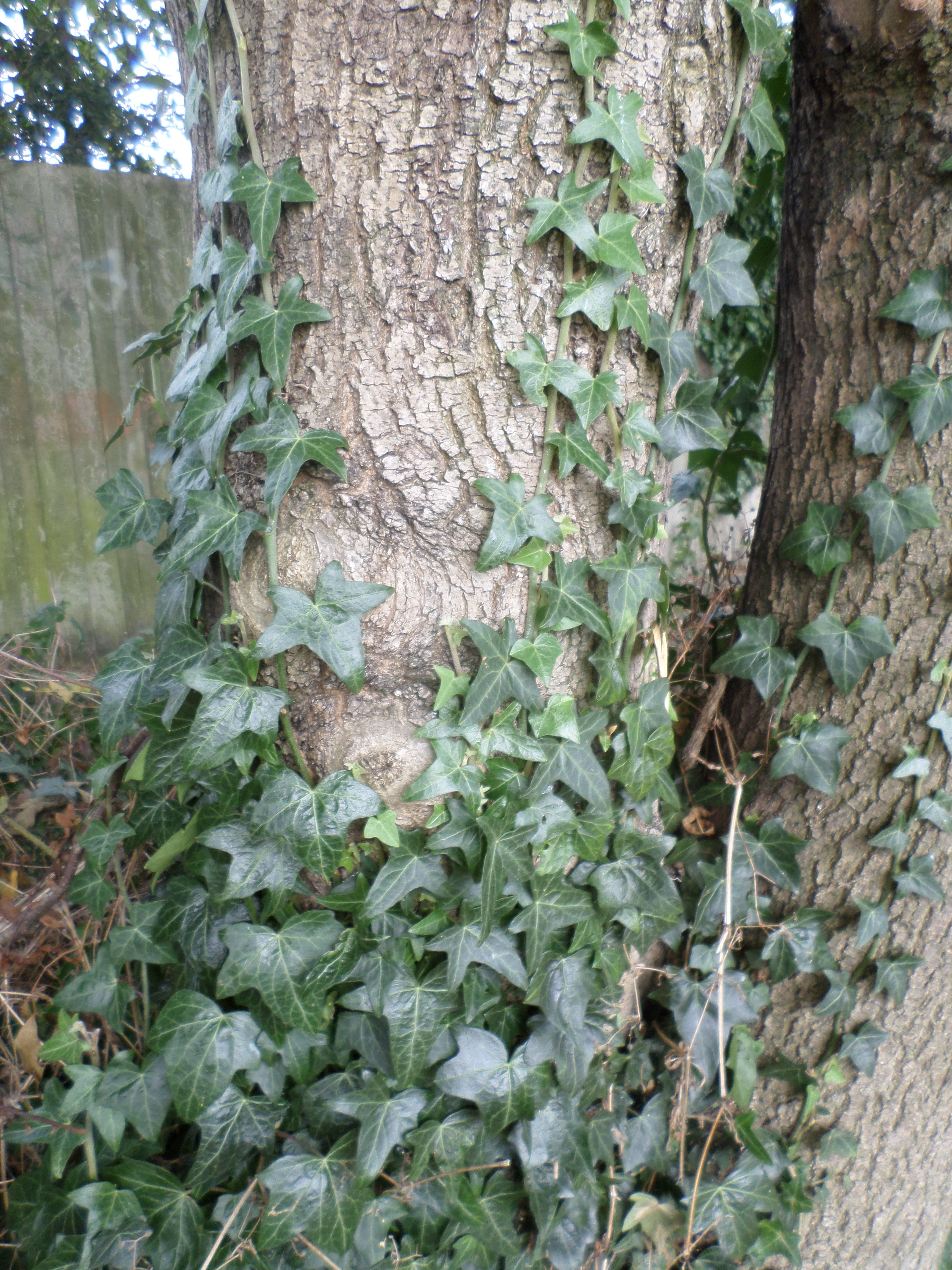 Ivy climbing up tree photo