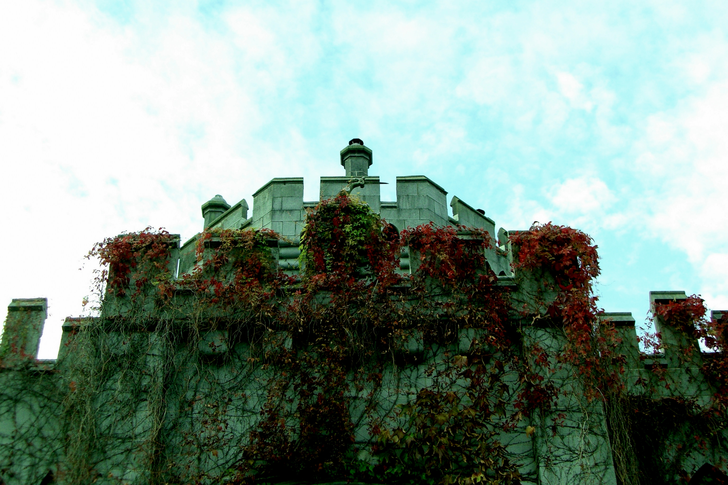 Ivy covered castle wall photo