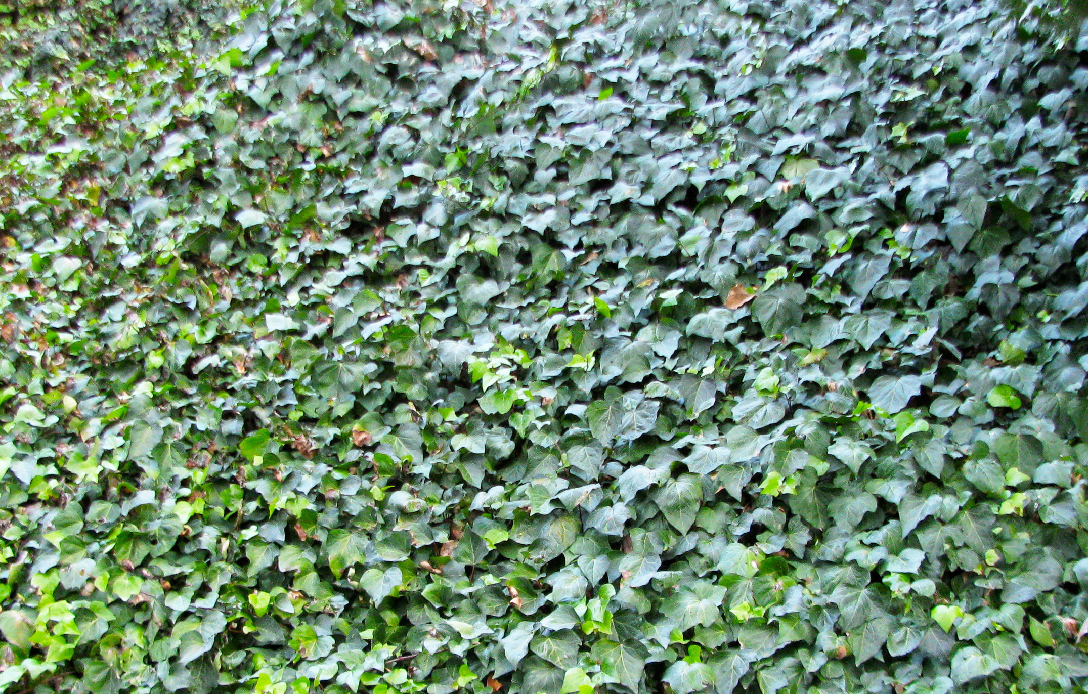 Ivy covered ground photo