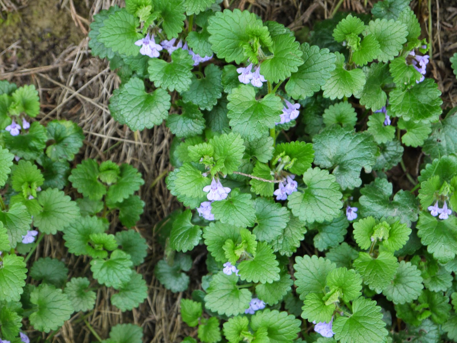 Benefits Of Ground Ivy (Glechoma Hederacea) For Health | Tips Curing ...