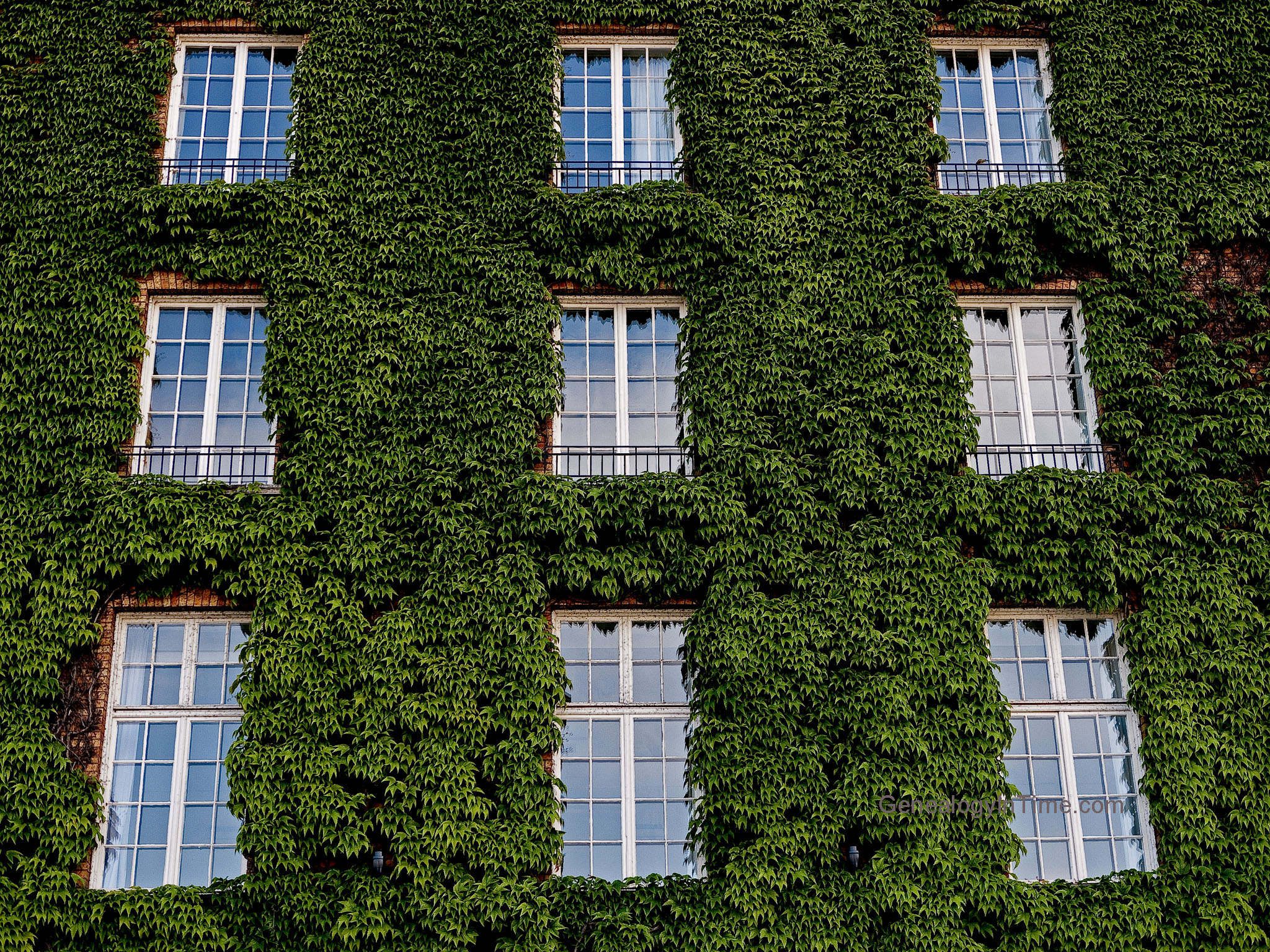 Ivy covered wall photo