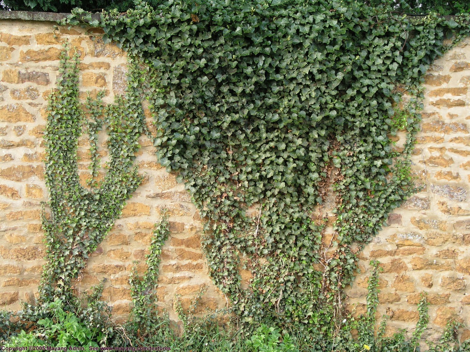 ivy on stone wall... pretty! | MPE School Garden | Pinterest | Stone ...