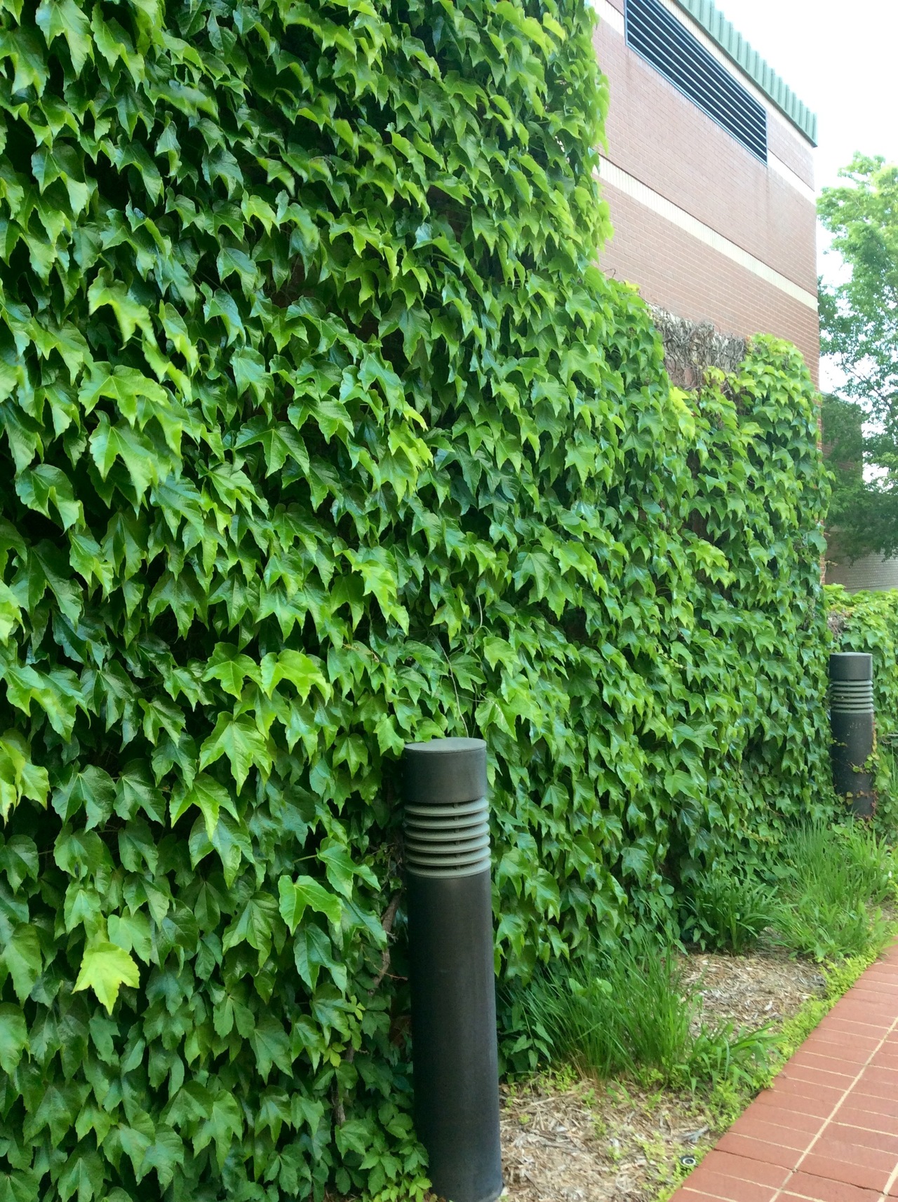 Foap.com: Ivy covered wall | gantwick, ivy, Tulsa, OSU-Tulsa stock ...