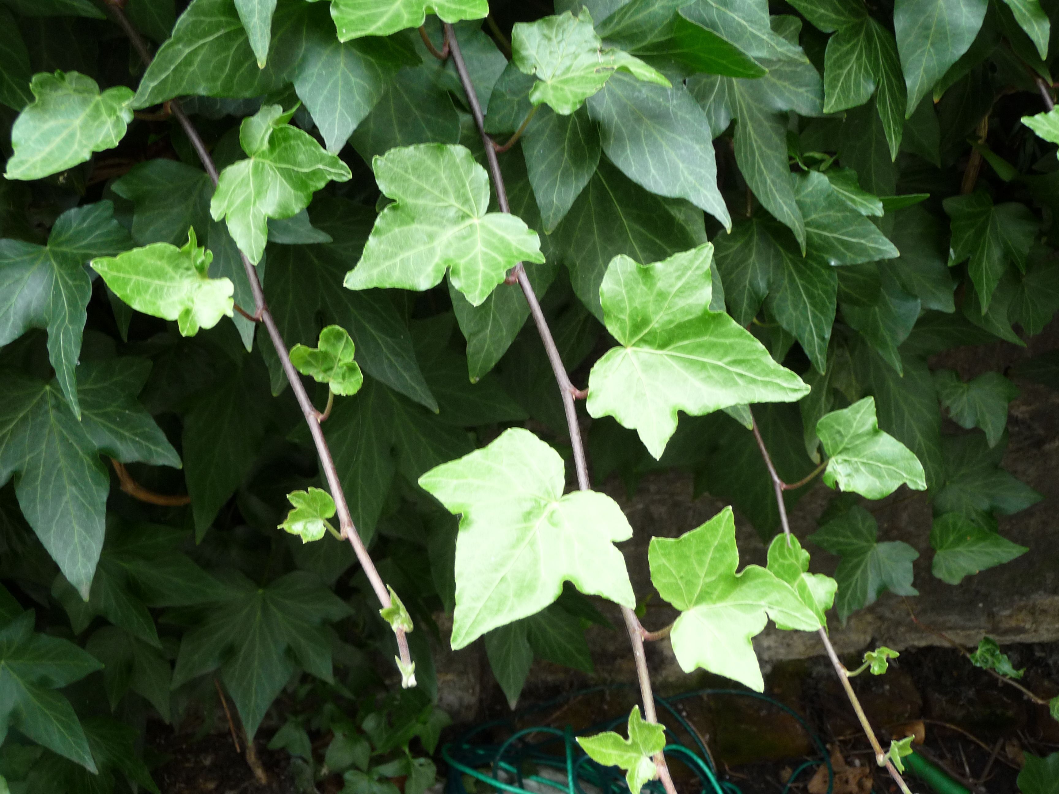 WEBSITE - ivy leaves | Ivy Magick | Pinterest | Ivy leaf ...