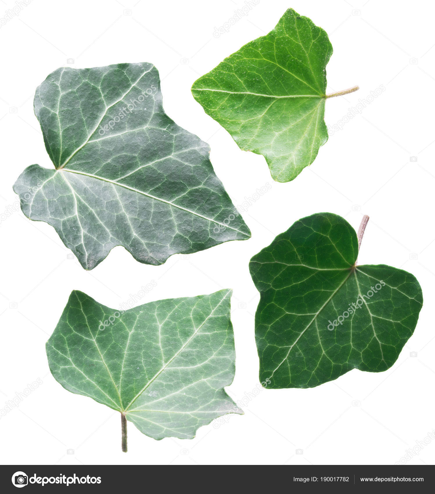 Green ivy leaves on the white background. — Stock Photo ...