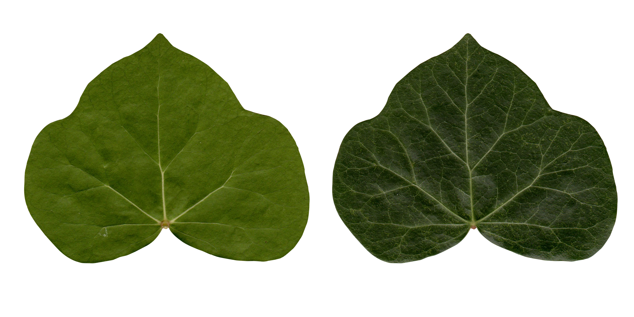 Ivy Leaves by RLVFX on DeviantArt