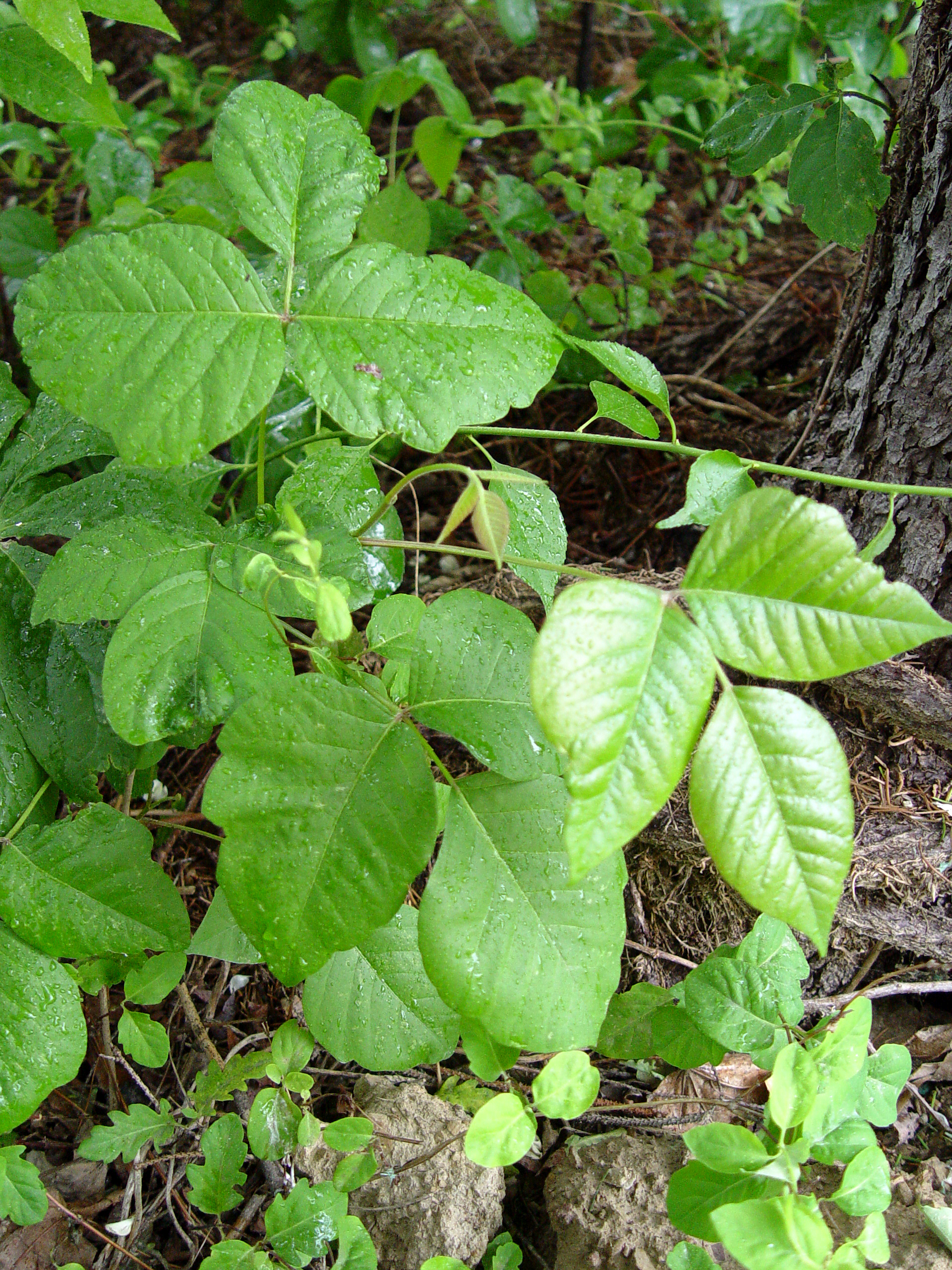 Poison Ivy: The Plant that Bites Back | Garden Housecalls