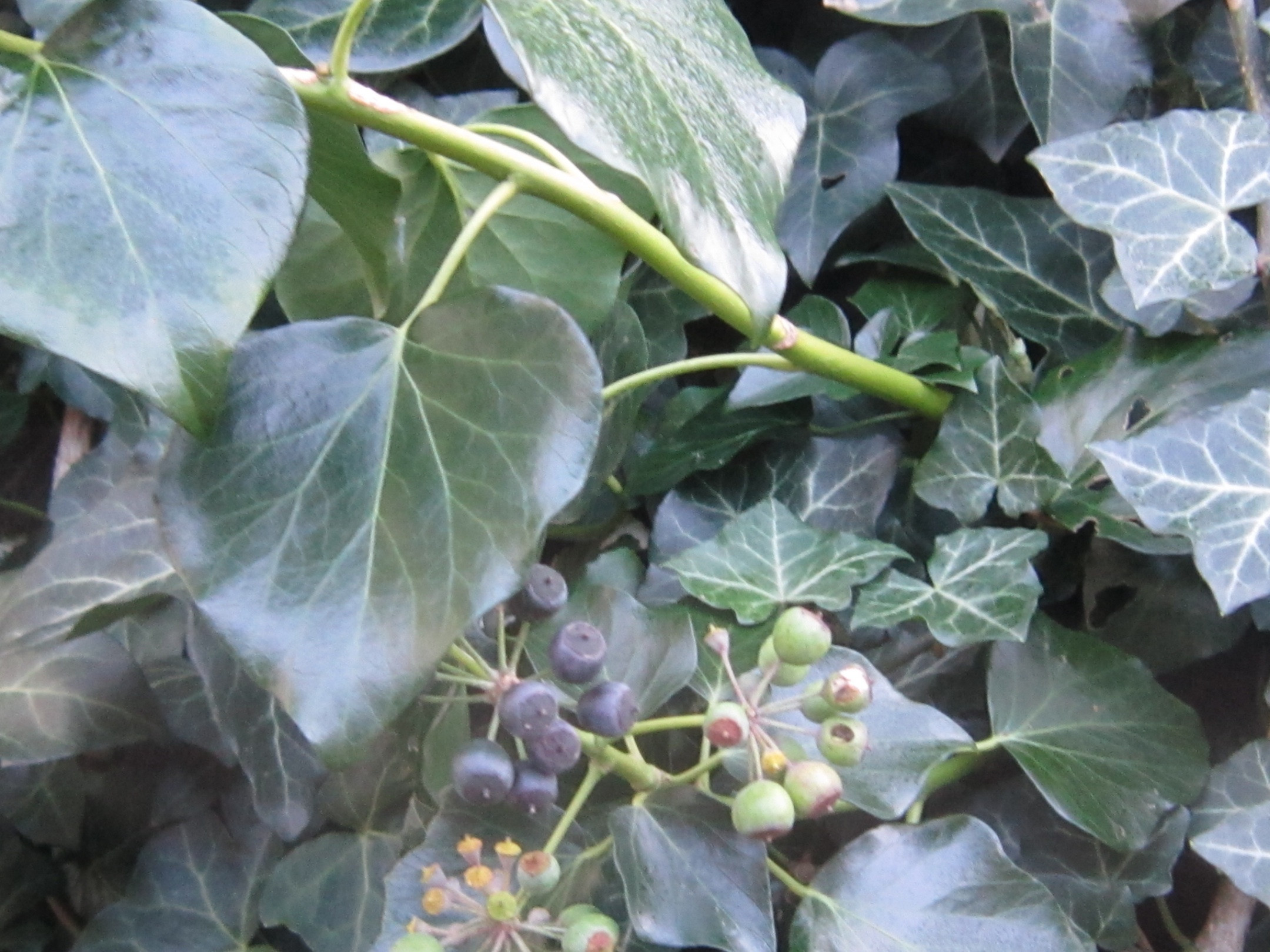 safety - Are these ivy berries poisonous to my guinea pig? - Pets ...