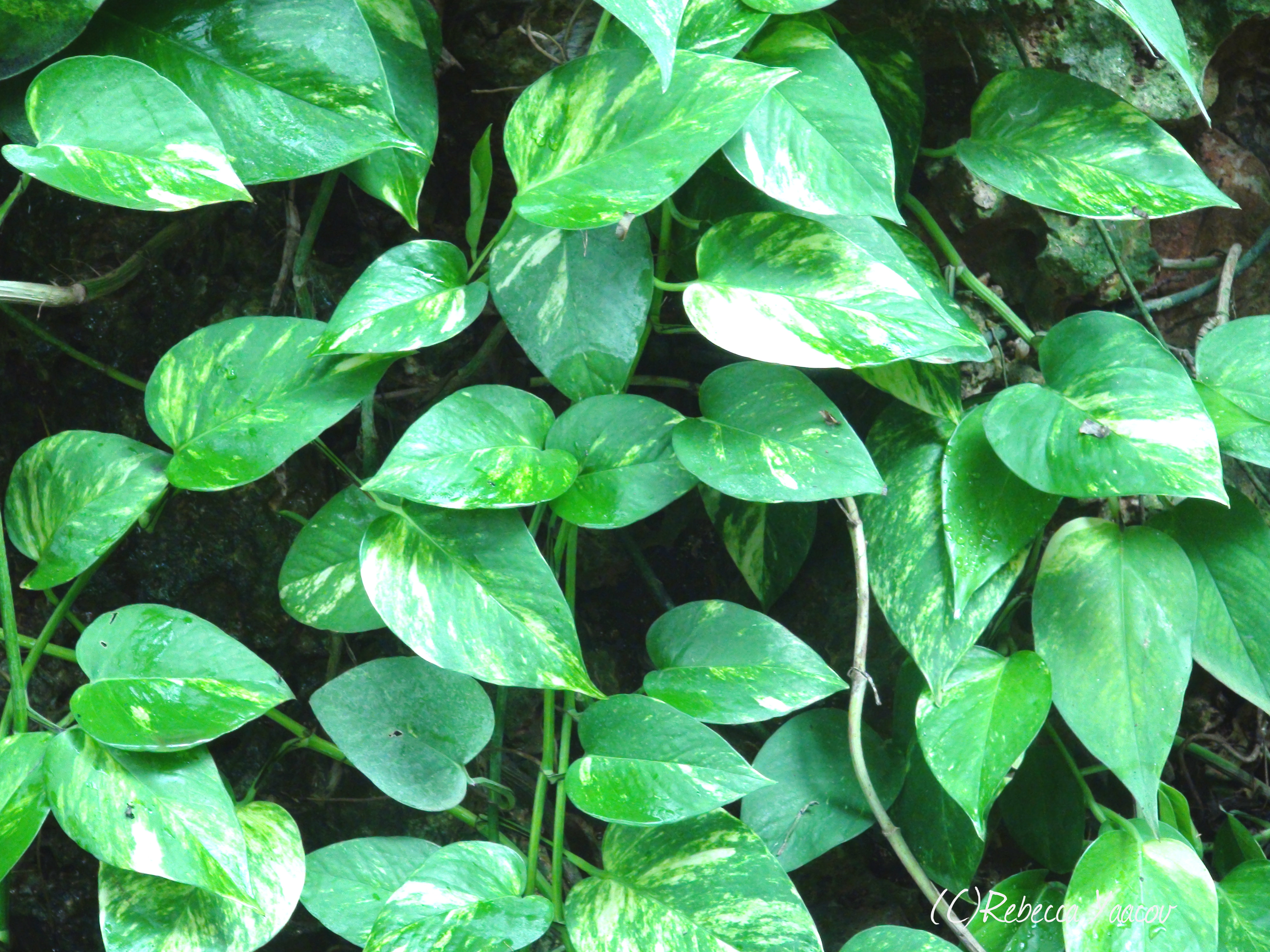 The Surprising Devil's Ivy | smell the flowers blog