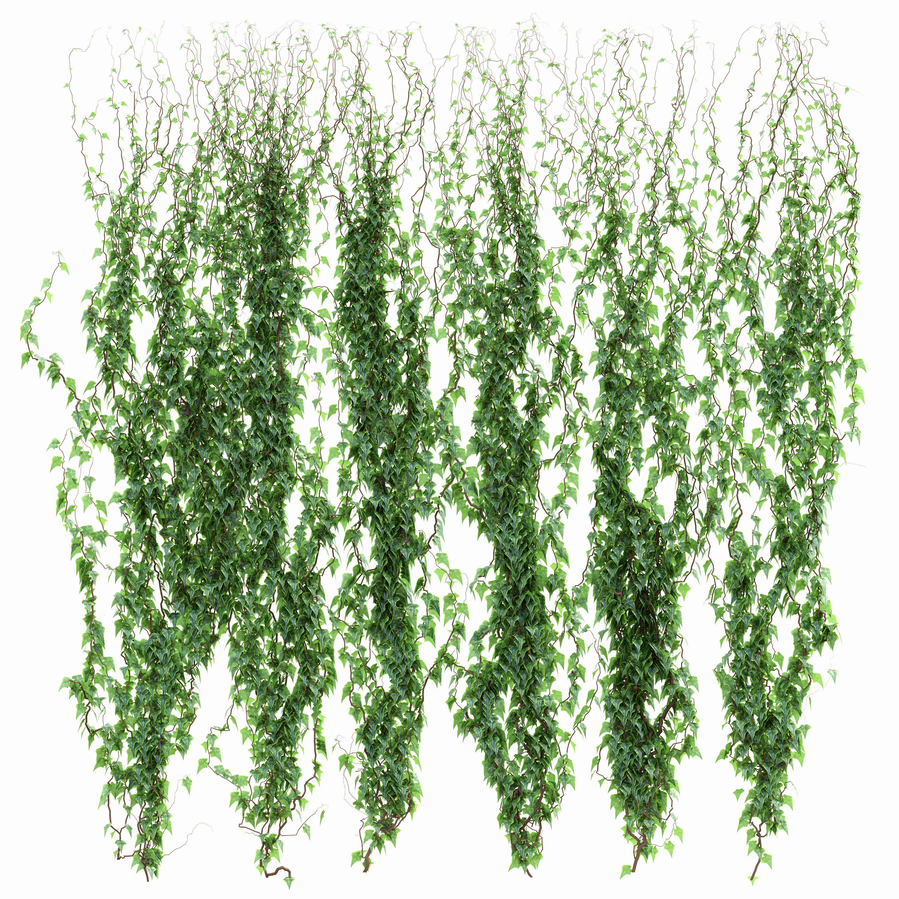 6 models of leaf ivy wall | CGTrader