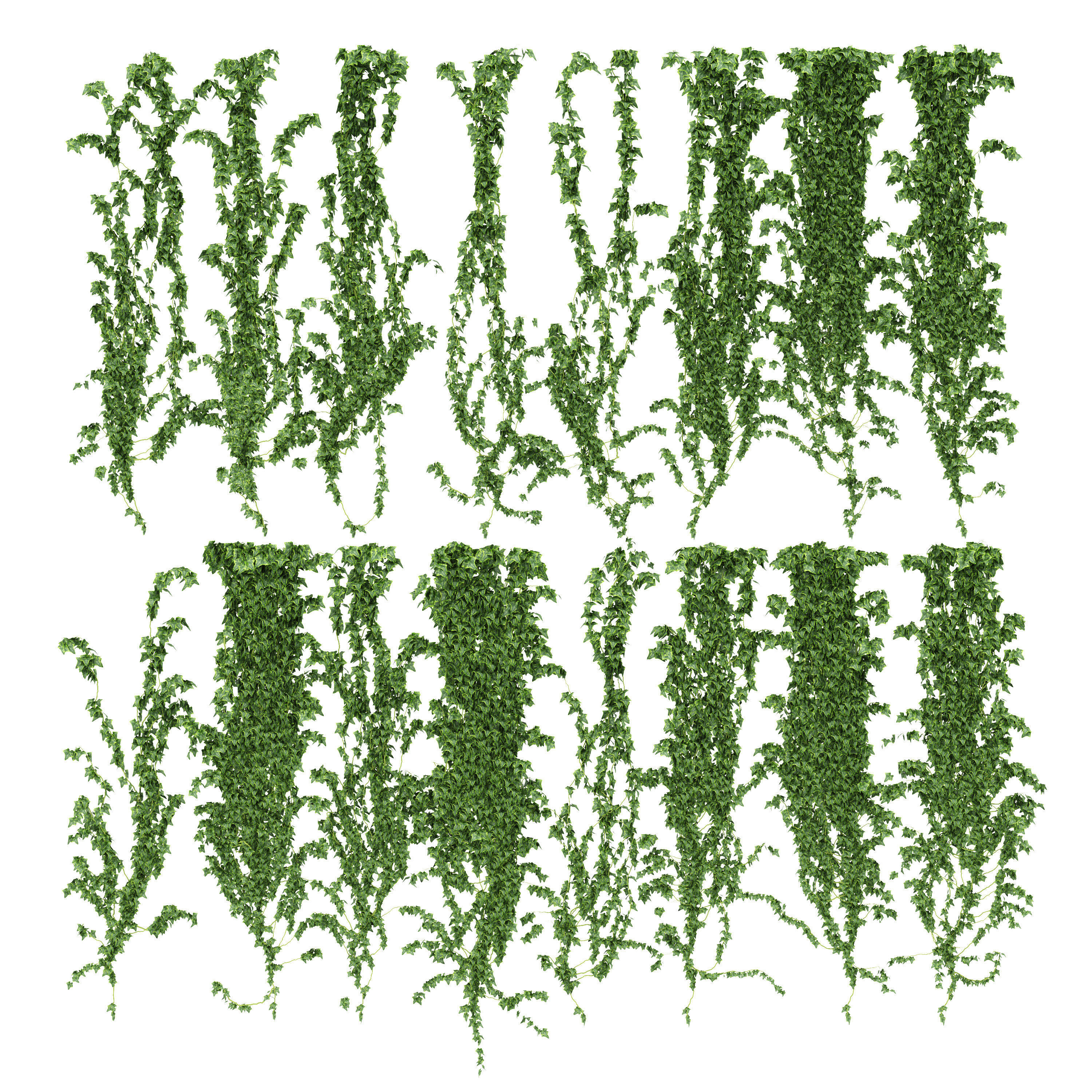 3D Ivy wall 16 species | CGTrader