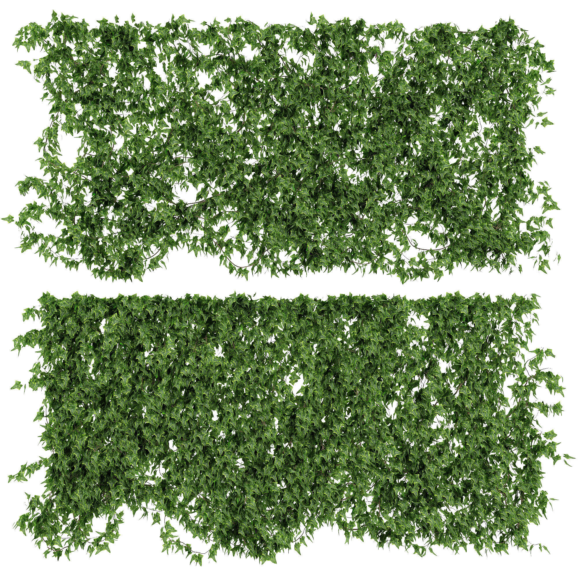 Ivy walls 2 models v2 3D | CGTrader