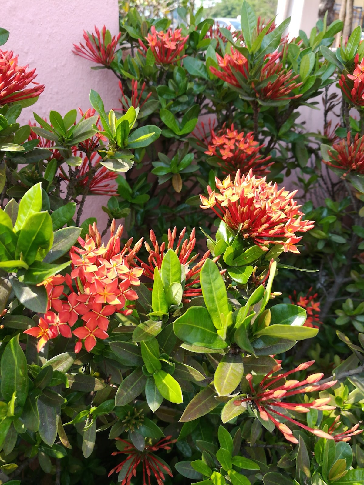 Ixora coccinea Growing and Care Guide