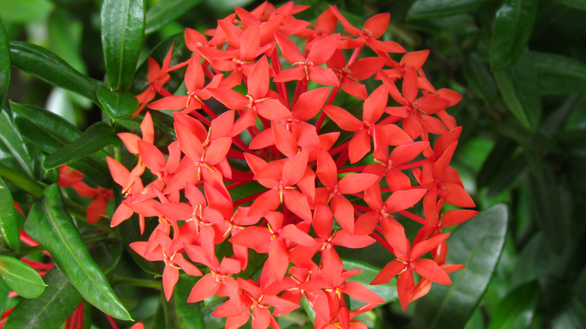 Ixora or Jungle Geranium | Flora and Fauna of Tropical Asia