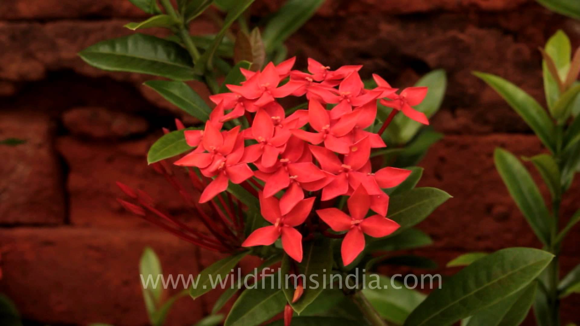 Ixora flowers in Bali - YouTube