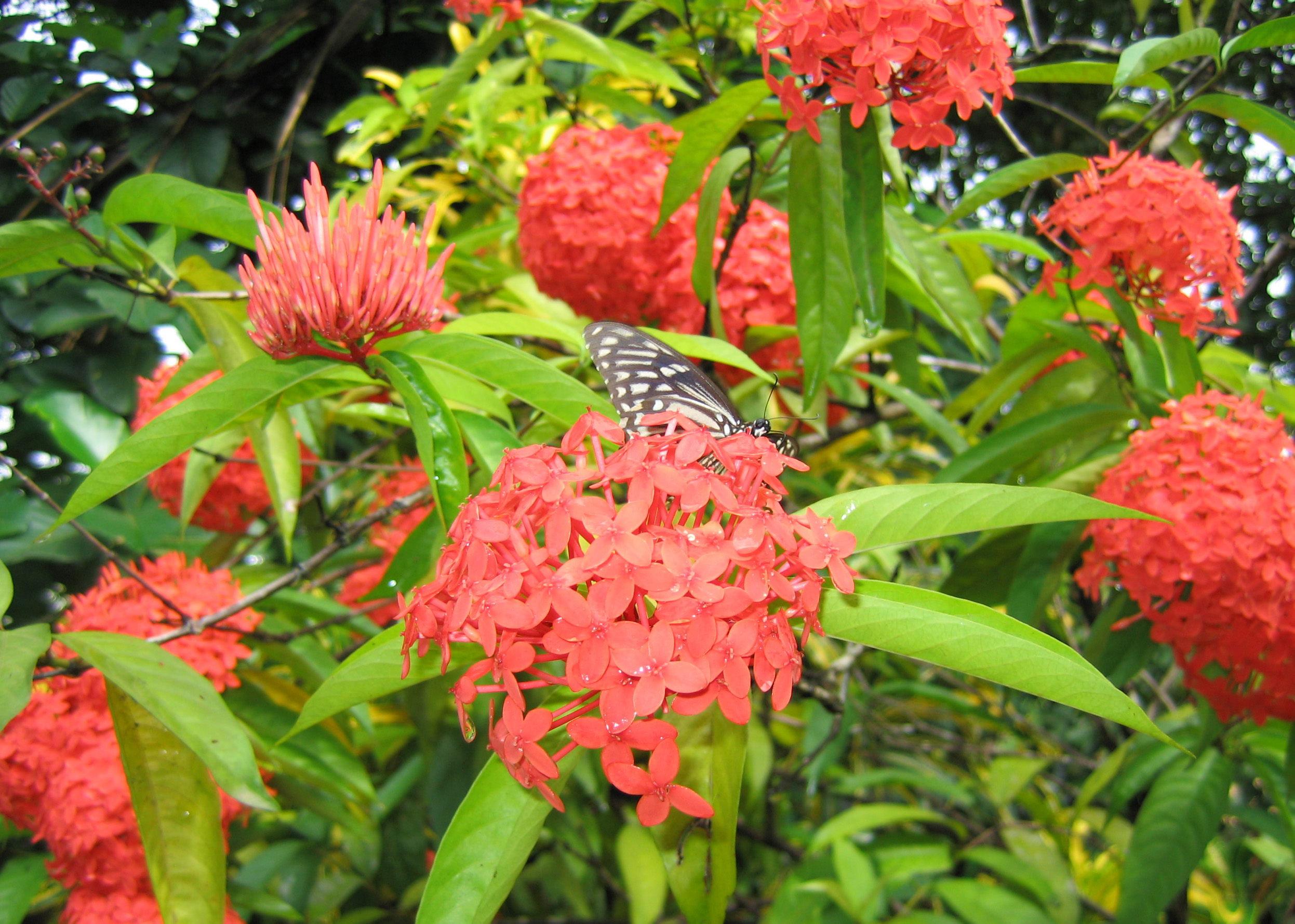 File:Ixora coccinea flower.jpg - Wikimedia Commons