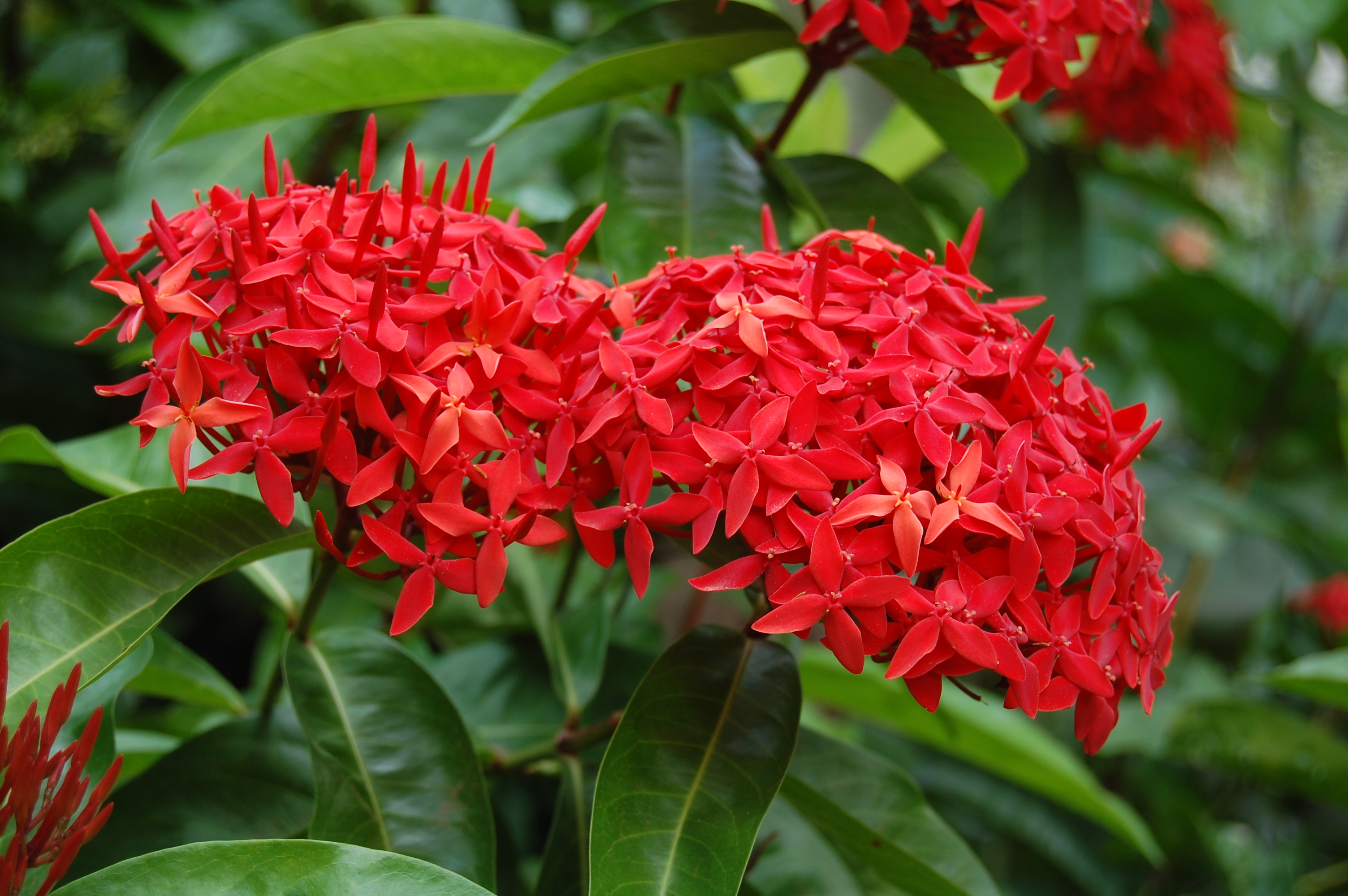 West Indian Jasmine / Ixora - ASBb Flora & Fauna