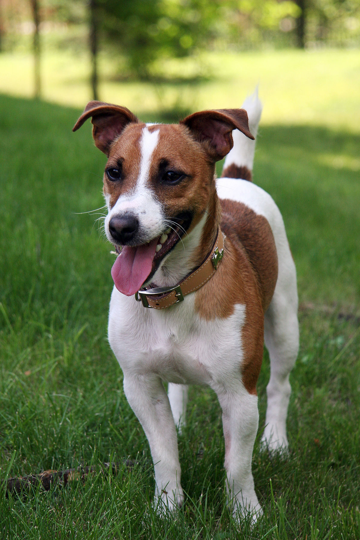 Jack russell photo