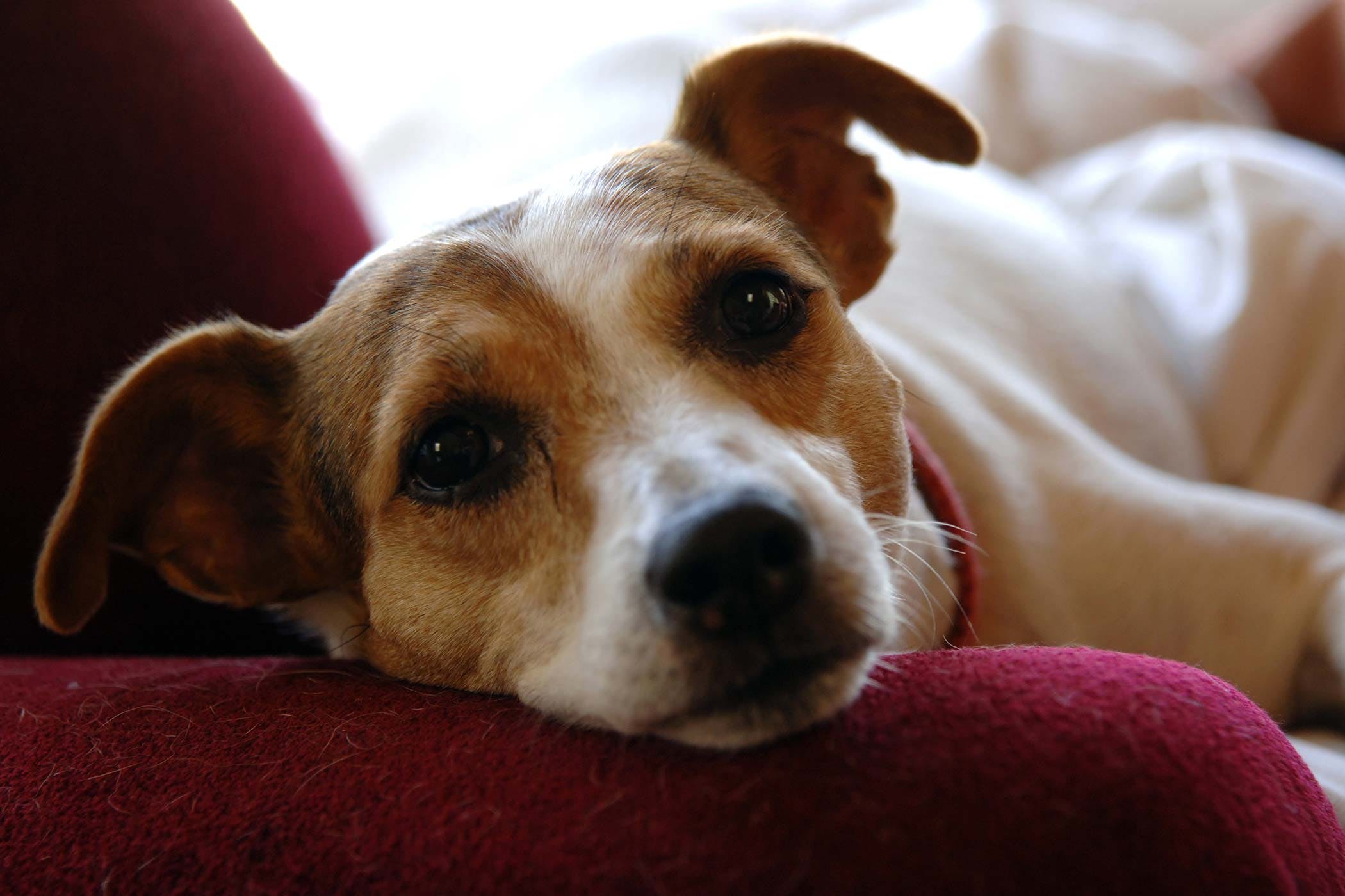 Jack Russell Terrier Allergies in Dogs - Symptoms, Causes, Diagnosis ...