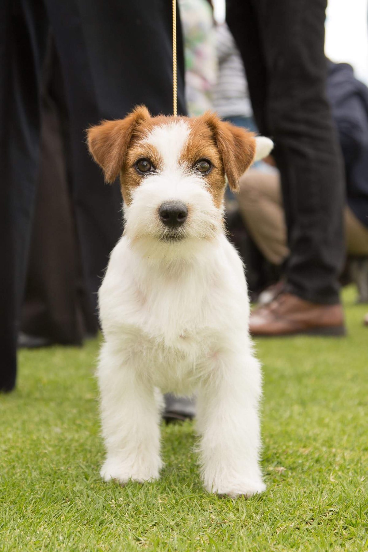 Jack Russell terrier - Wikipedia, la enciclopedia libre