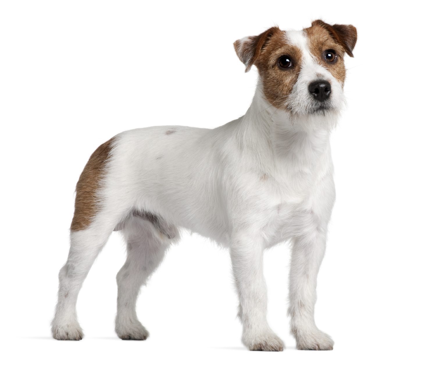 Jack Russell Terrier - Wagbrag