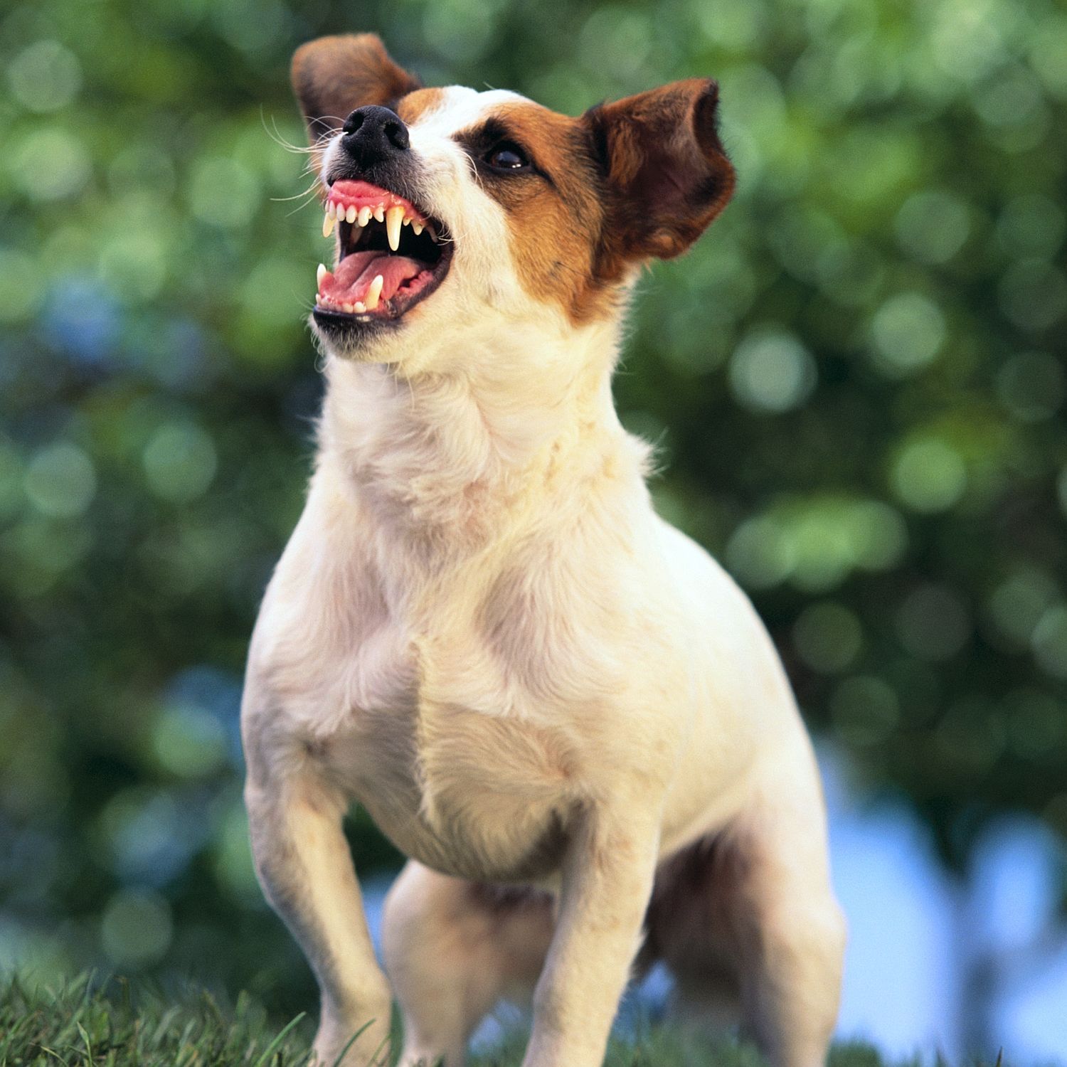 Jack Russell tops cops' list of dogs most likely to bite humans ...
