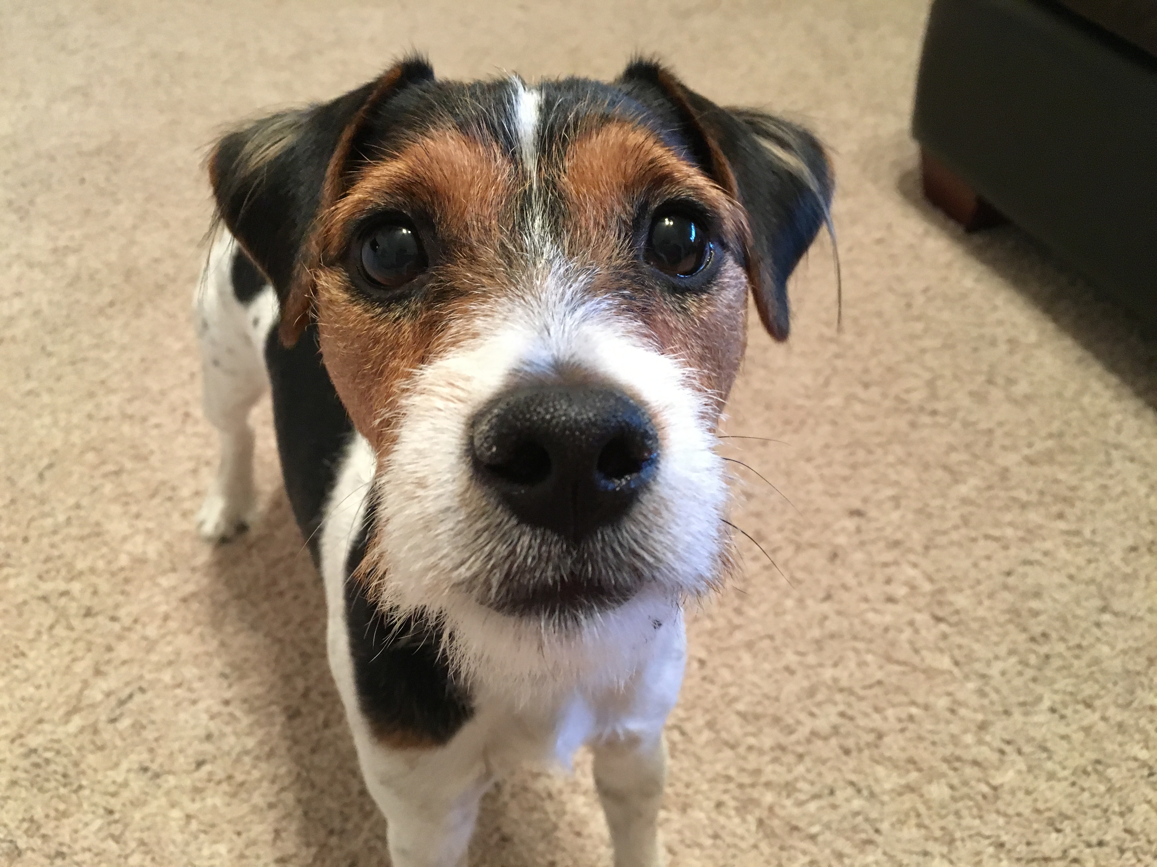 Helping a Nervous Jack Russell Terrier Learn to Relax: Dog Gone Problems