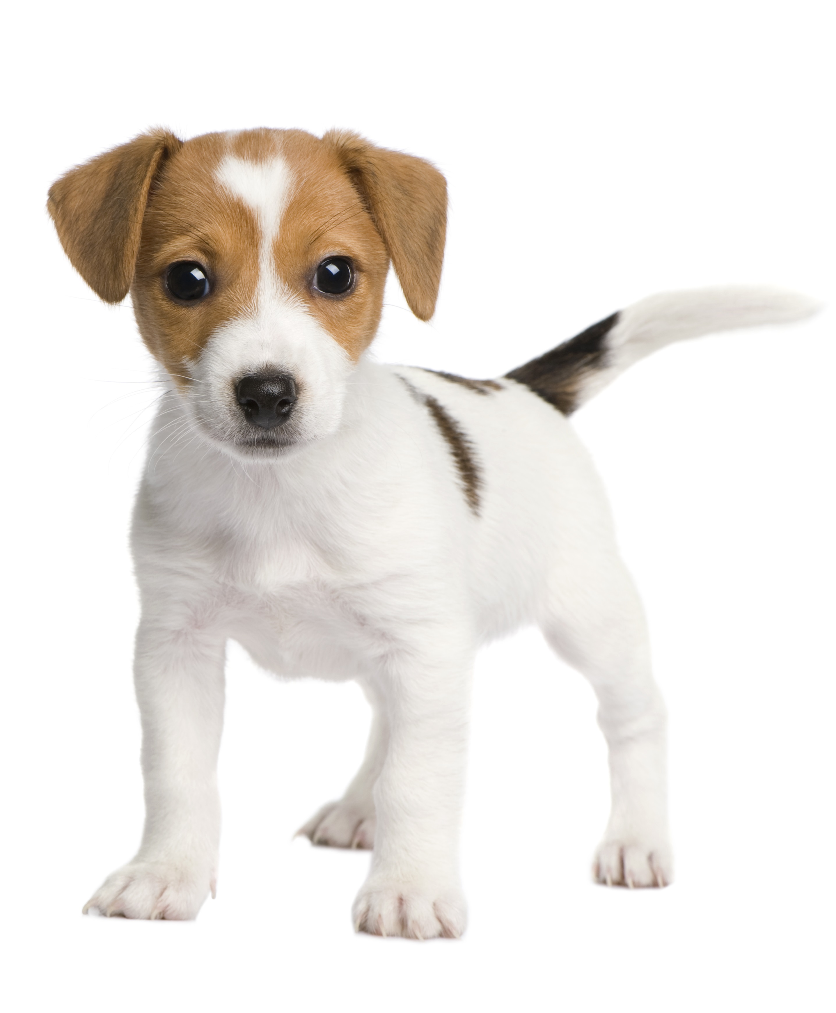 Jack Russell Terrier Puppies Breed information & Puppies for Sale