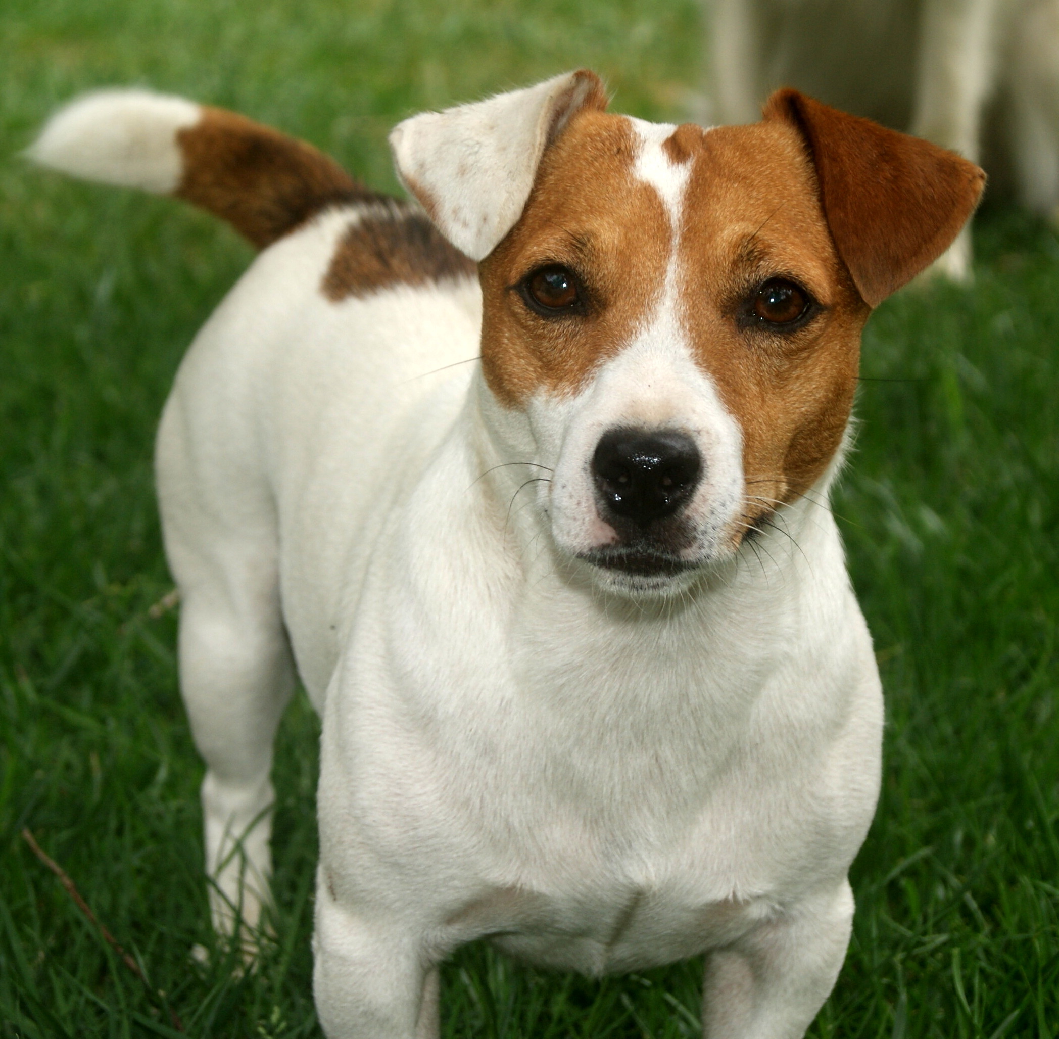 Lovely Jack Russell Terrier dog photo and wallpaper. Beautiful ...