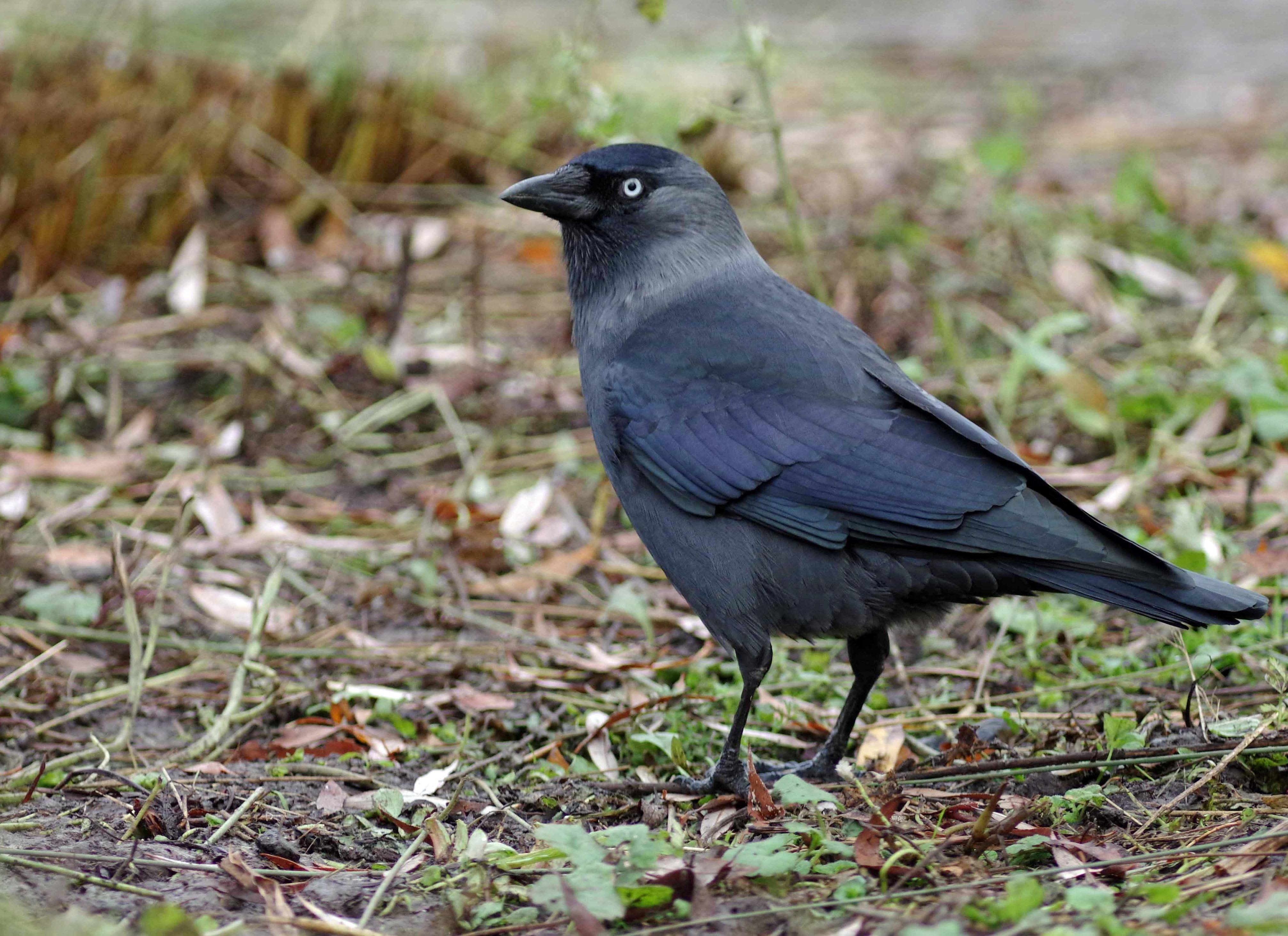 4 Facts about jackdaws that you might not know | Scottish Wildlife Trust