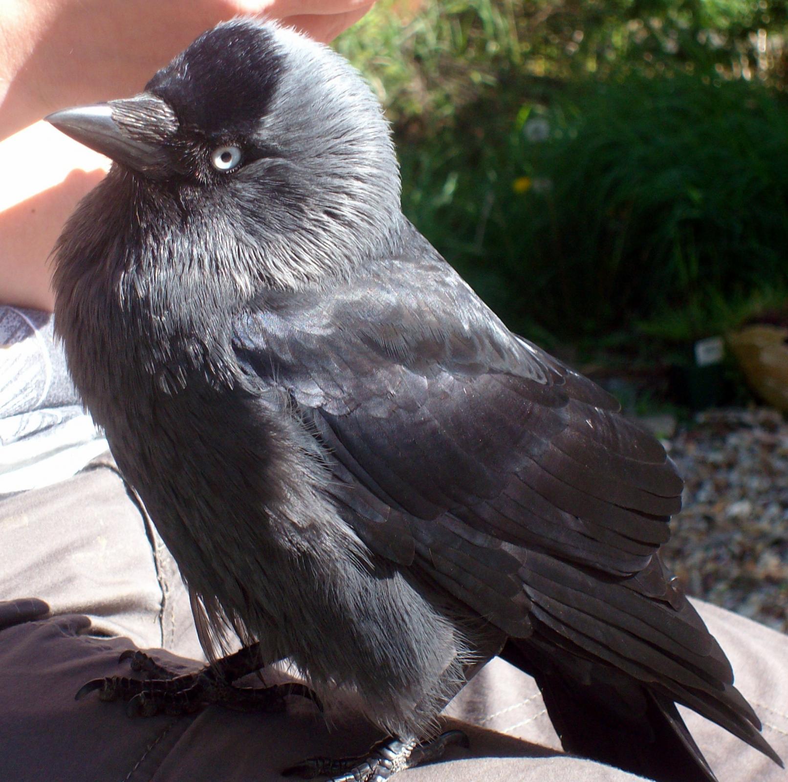 Eurasian Jackdaw (Corvus monedula) An over friendly young confused ...