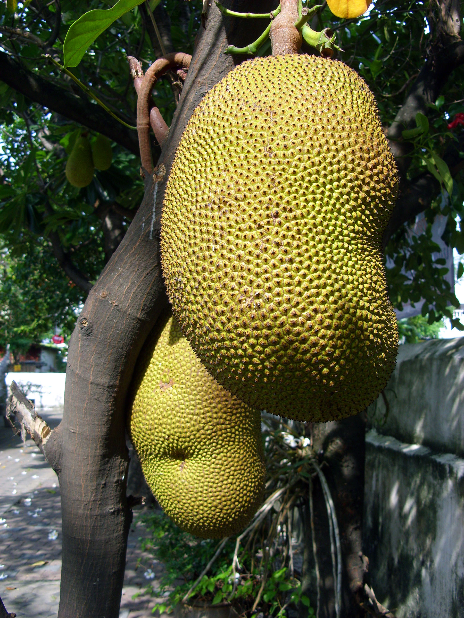 Jackfruit, cempedak