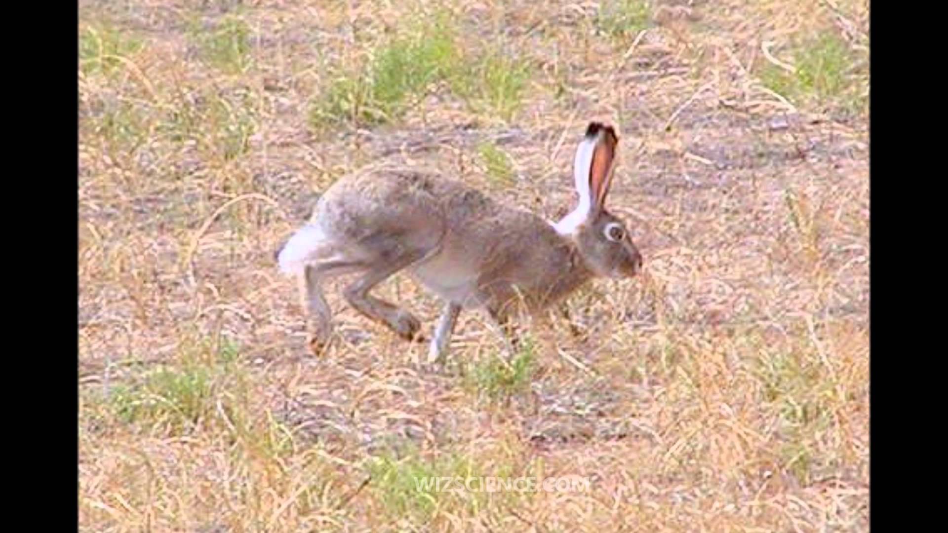 White-tailed jackrabbit - Video Learning - WizScience.com - YouTube
