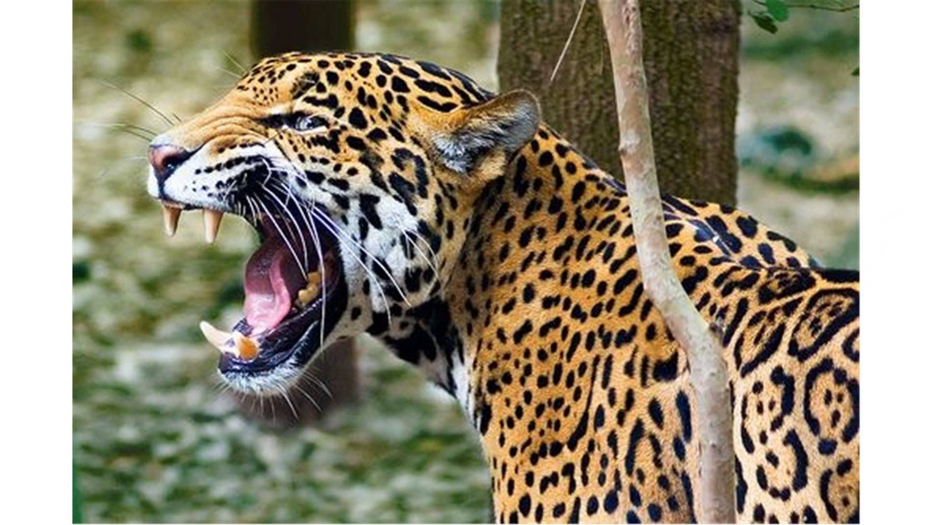 Free photo: Jaguar Roar - Animal, Fast, Fierce - Free Download - Jooinn