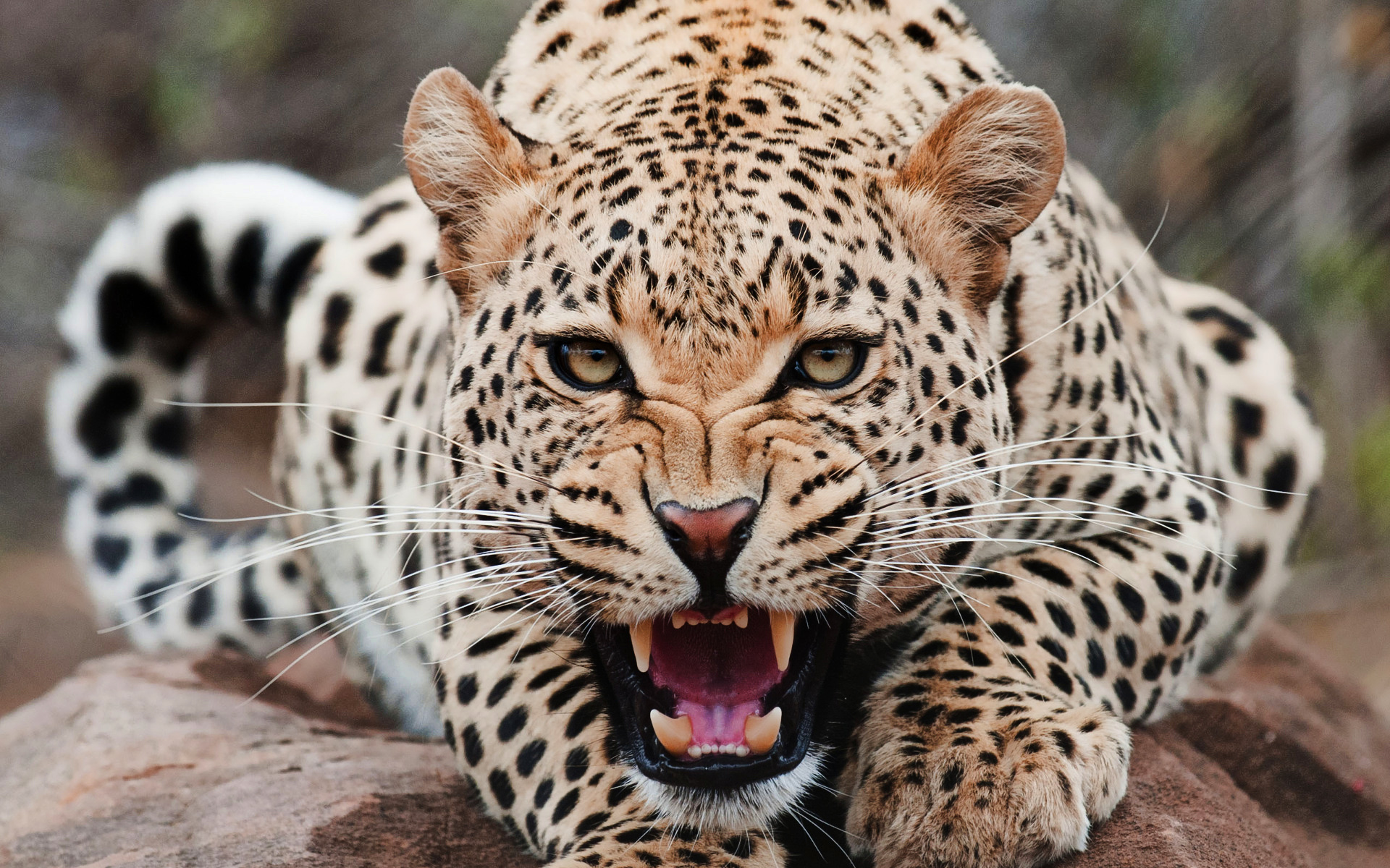 Jaguar, Roar, High, Definition, Wallpaper, For, Desktop, Background ...