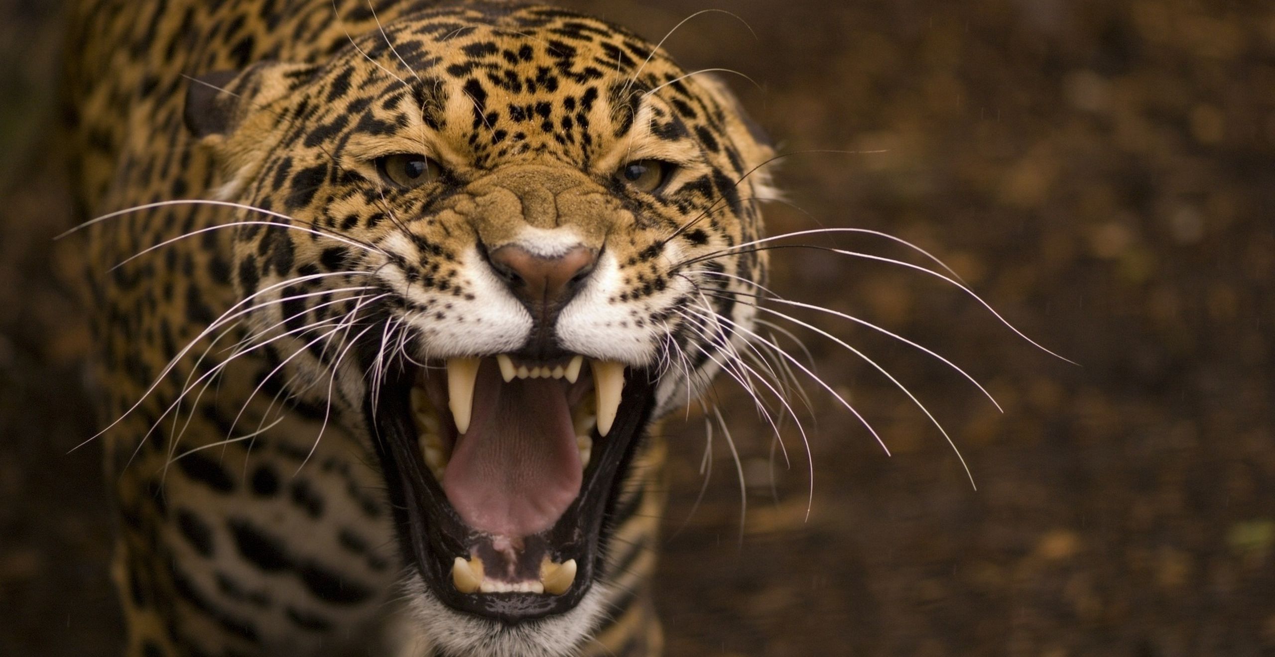 Leopard Roar Wallpaper - Jaguar-Leopard Wallpapers and Backgrounds