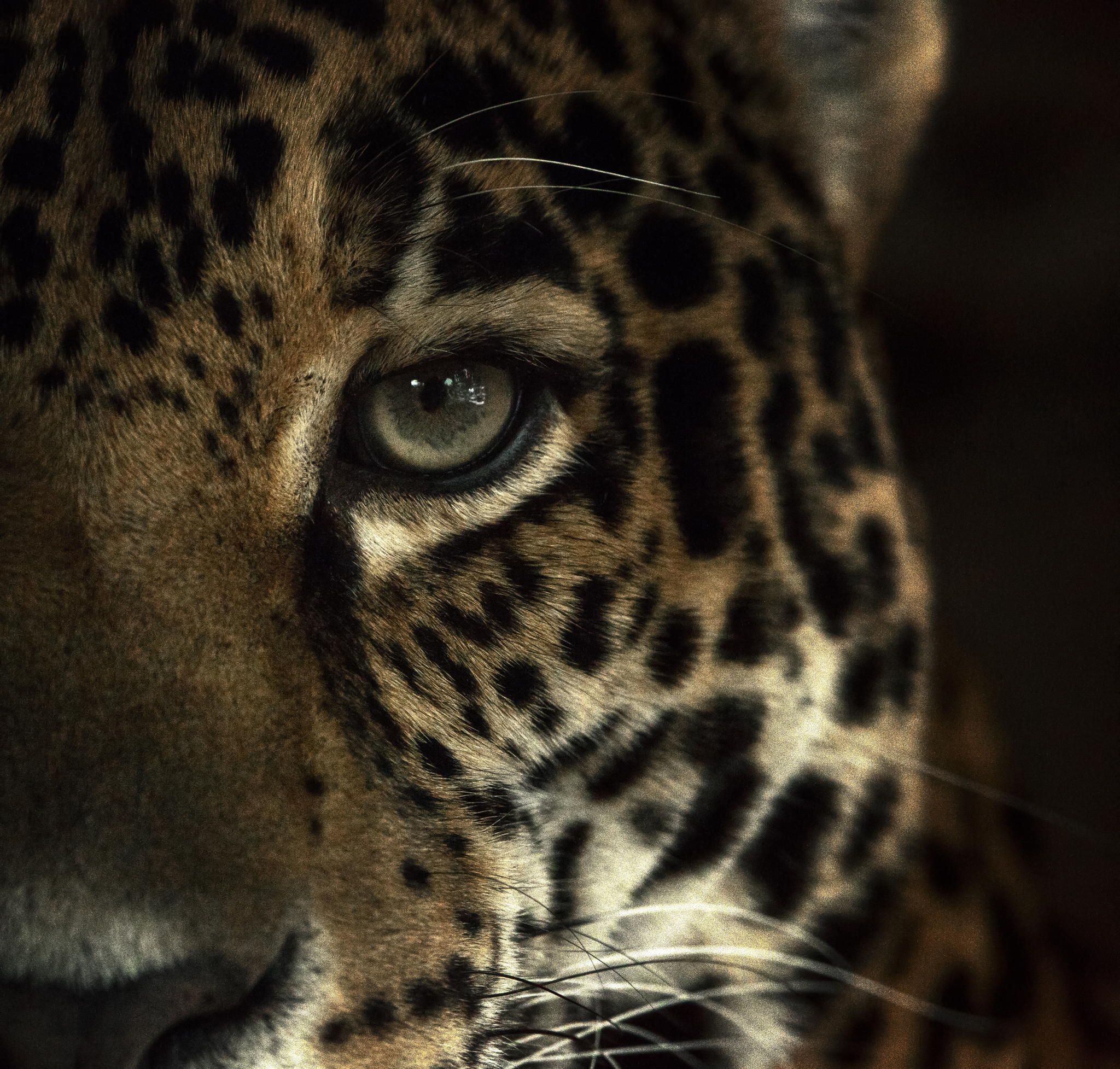 Jaguar eye | Wild cats | Pinterest | Cat and Animal