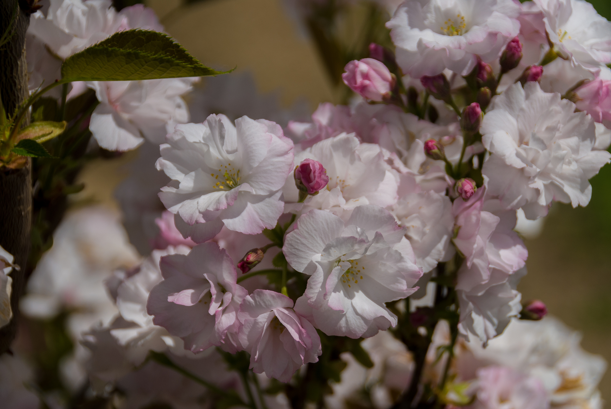 Amanogawa Japanese Flowering Cherry - Monrovia - Amanogawa Japanese ...