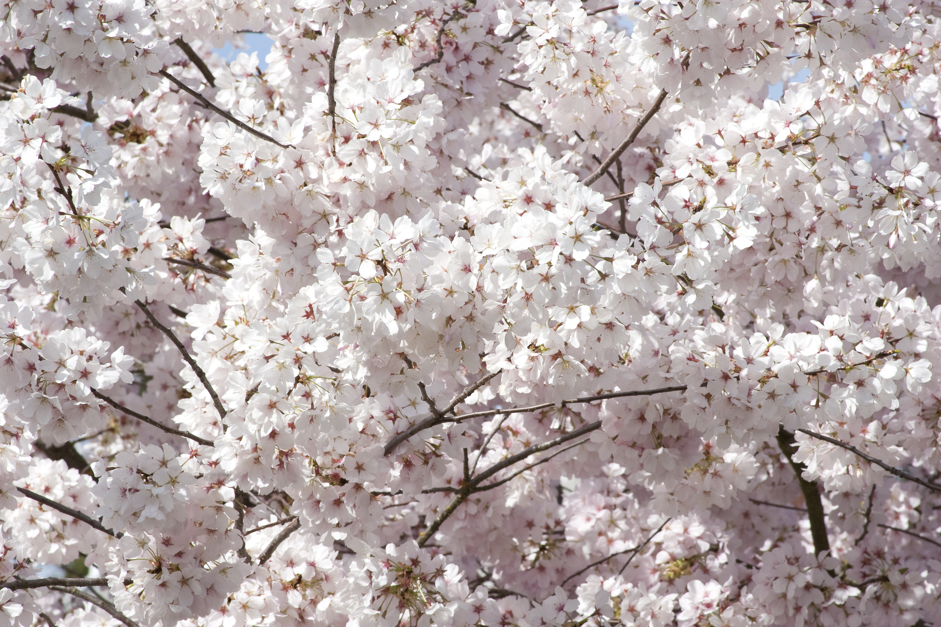 Japanese flowering cherry photo