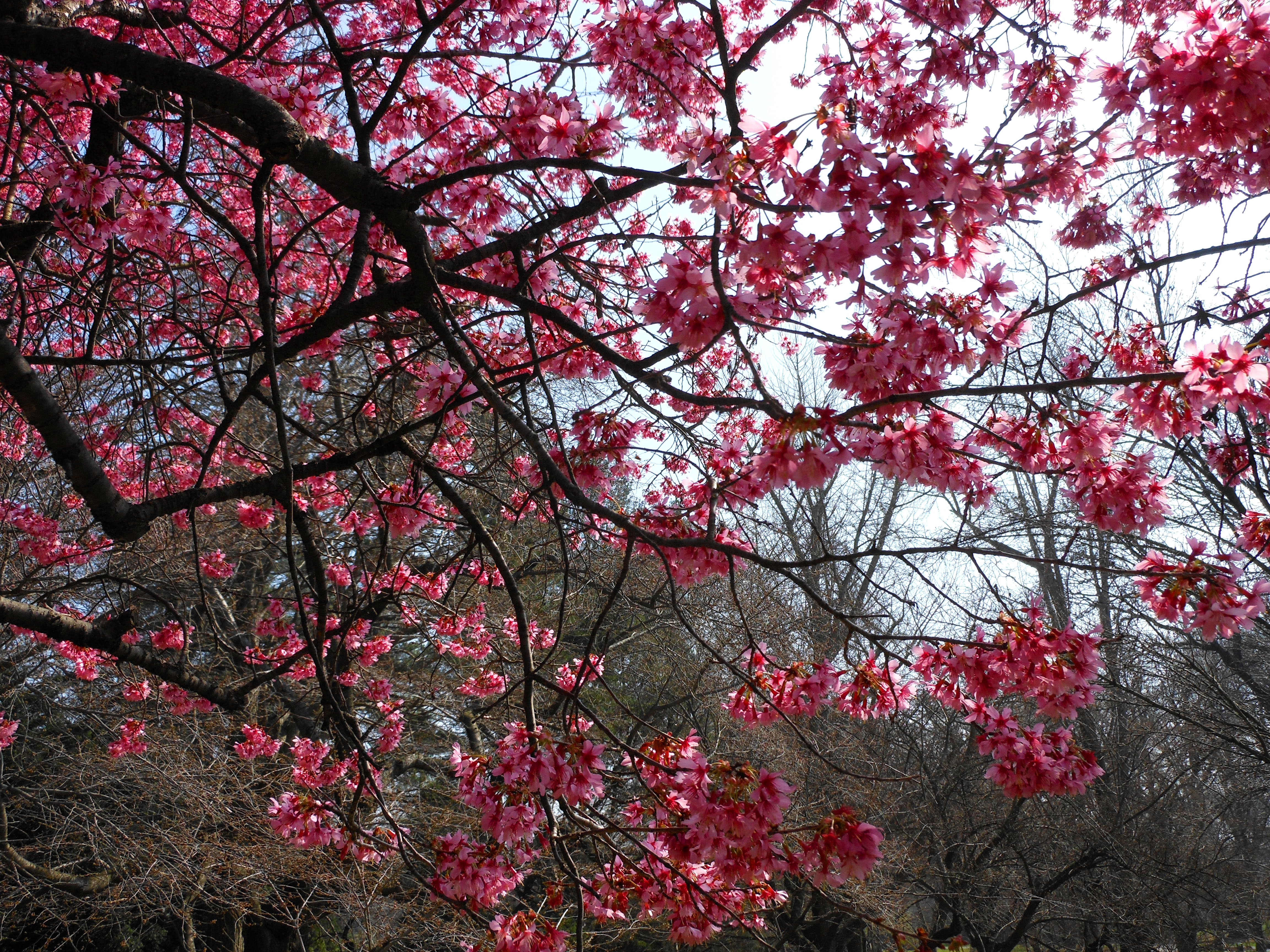 Japanese Flowering Cherry, Jeffrey Erb | Erbology