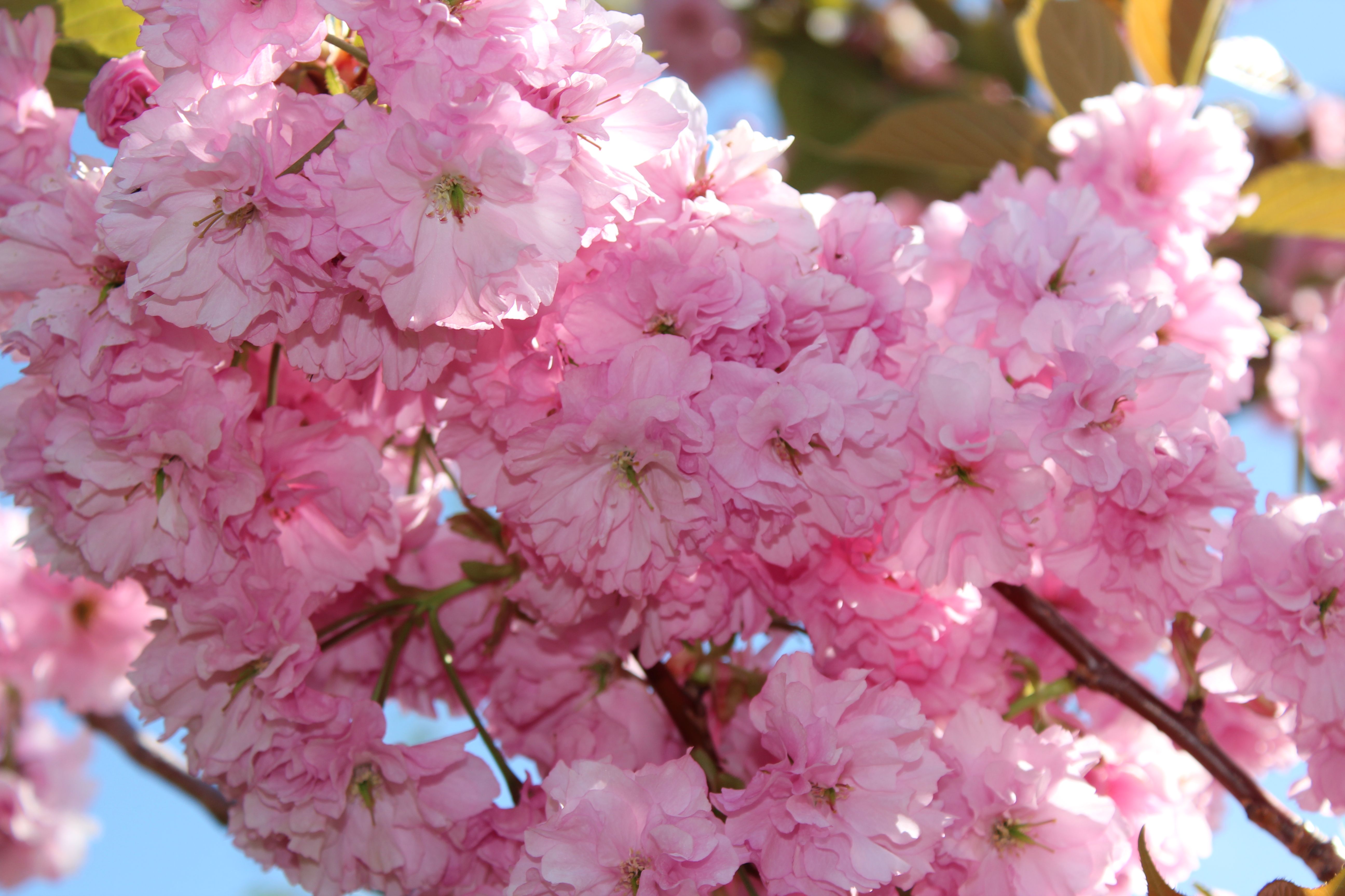Japanese flowering cherry photo