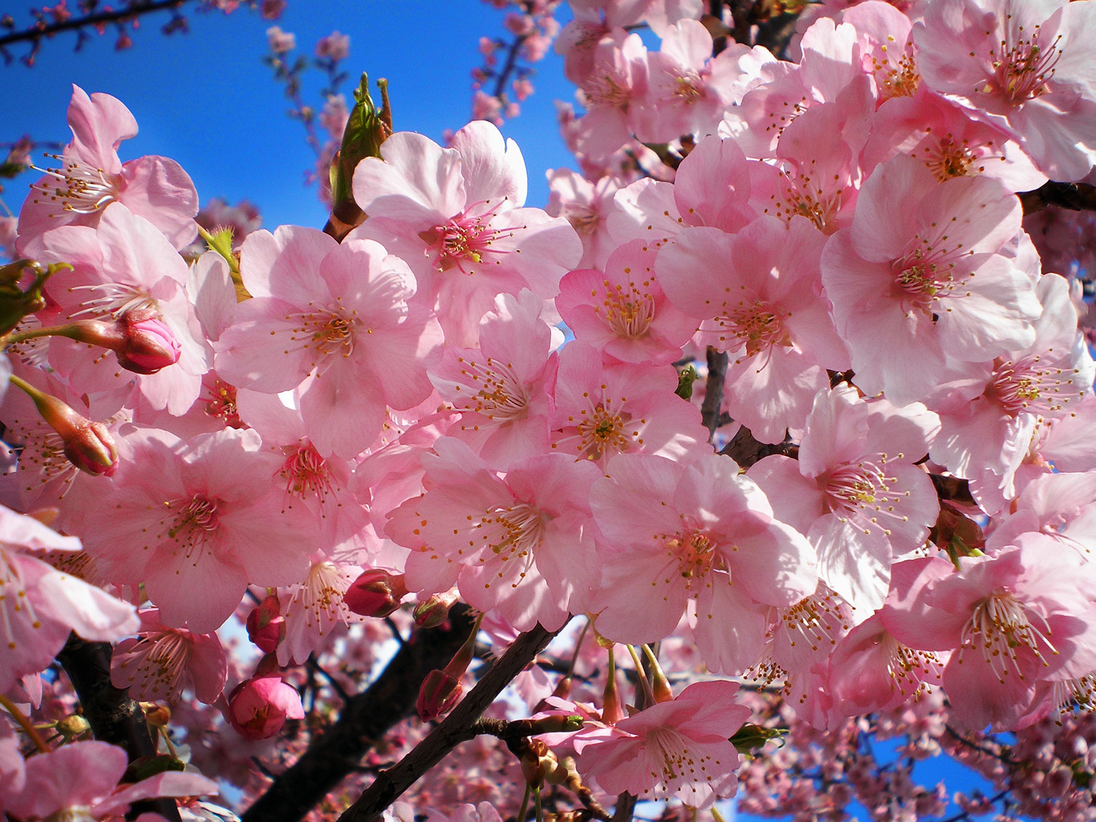 The Significance Of The Cherry Blossoms In Japan