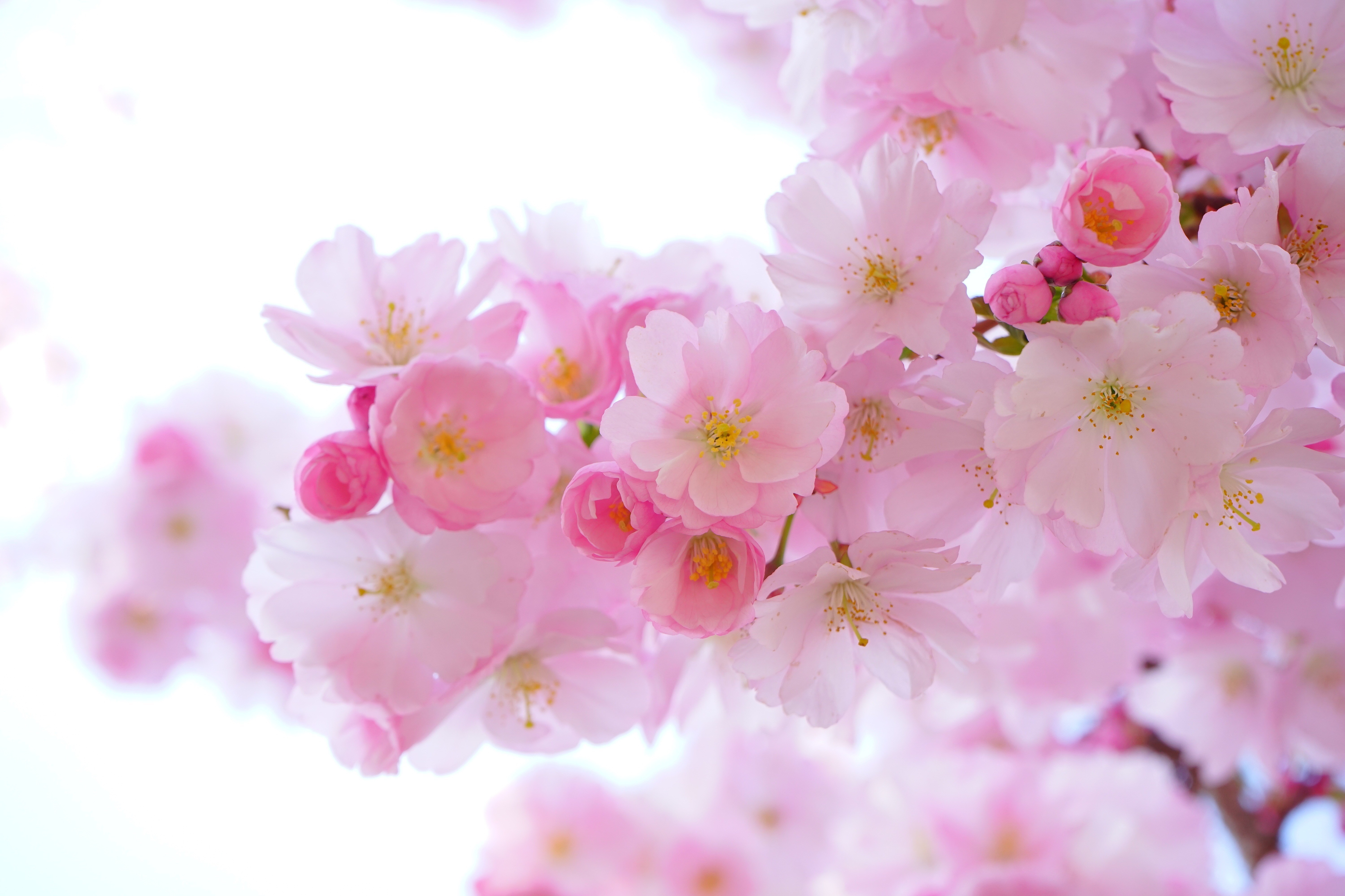 japanese-cherry-trees-flowers-spring-japanese-flowering-cherry-54630 ...