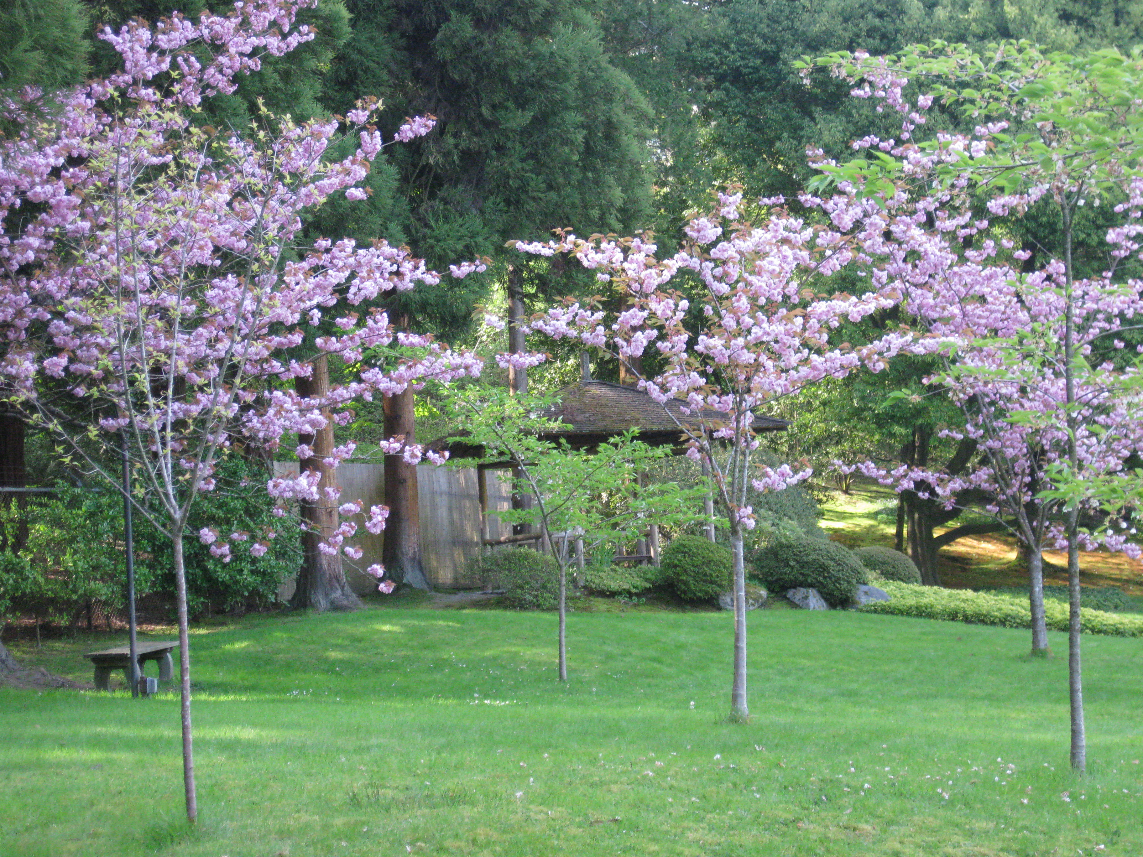 Prunus serrulata “Kwanzan' • Japanese Flowering Cherry | SJG bloom