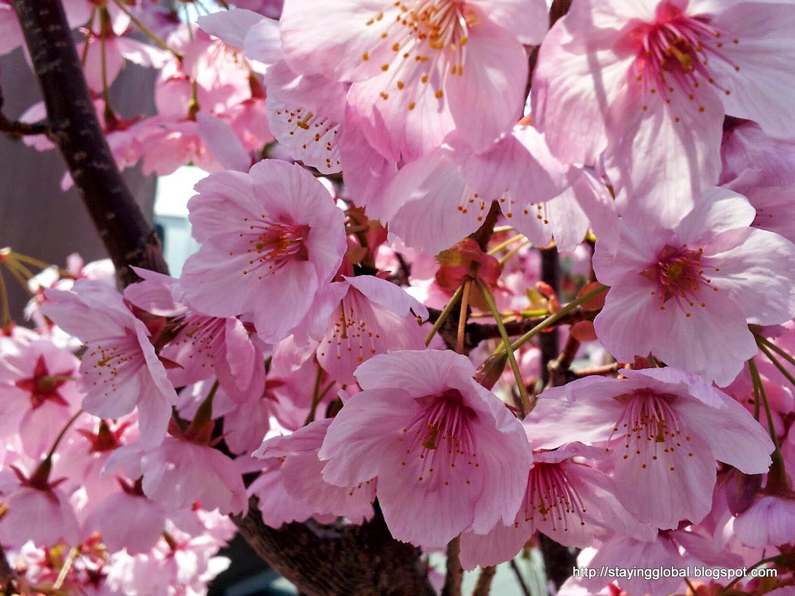 A Japanese Life: Cherry Blossom : The different kinds