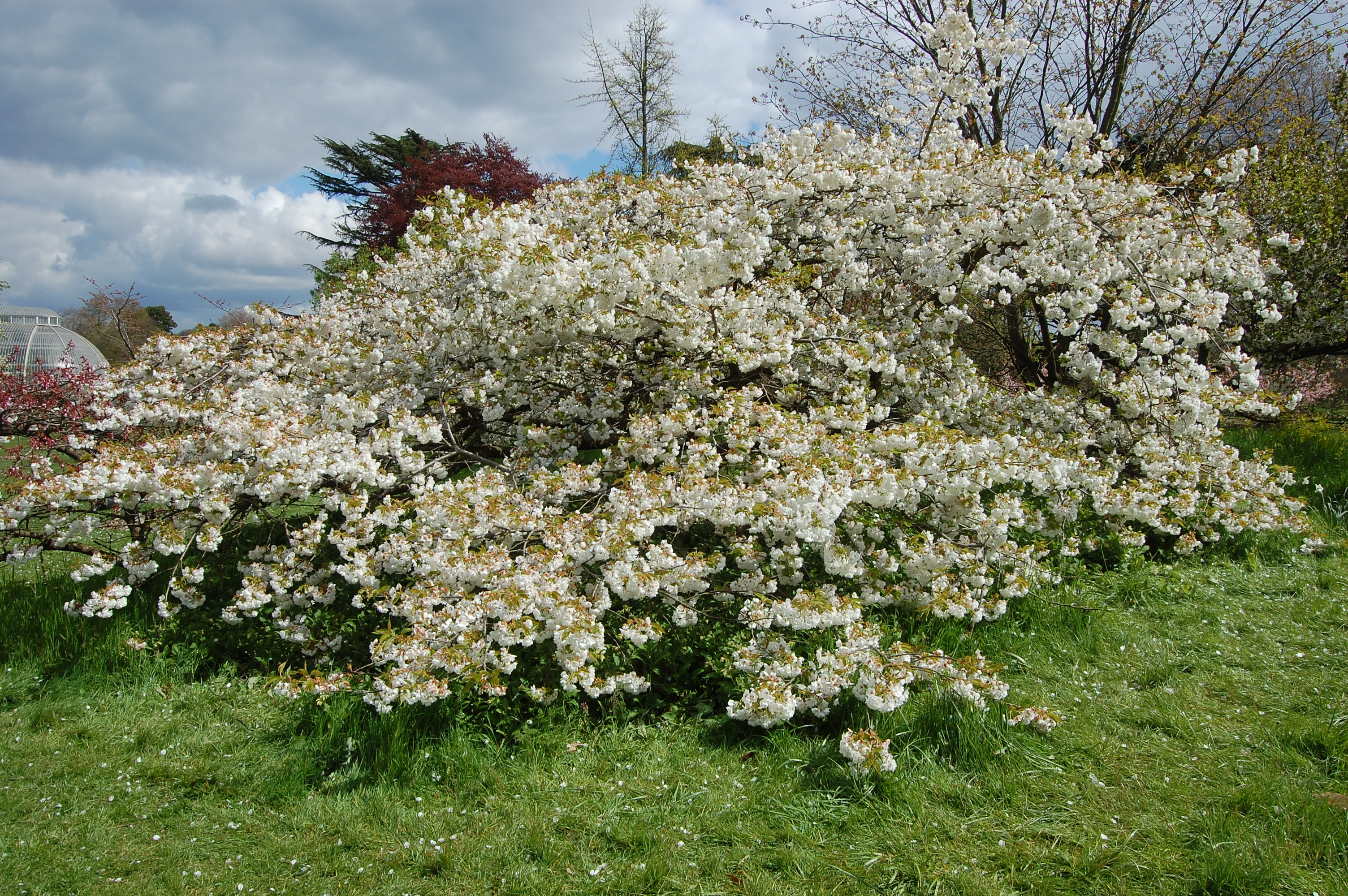 Japanese Flowering Cherry | landscape architect's pages