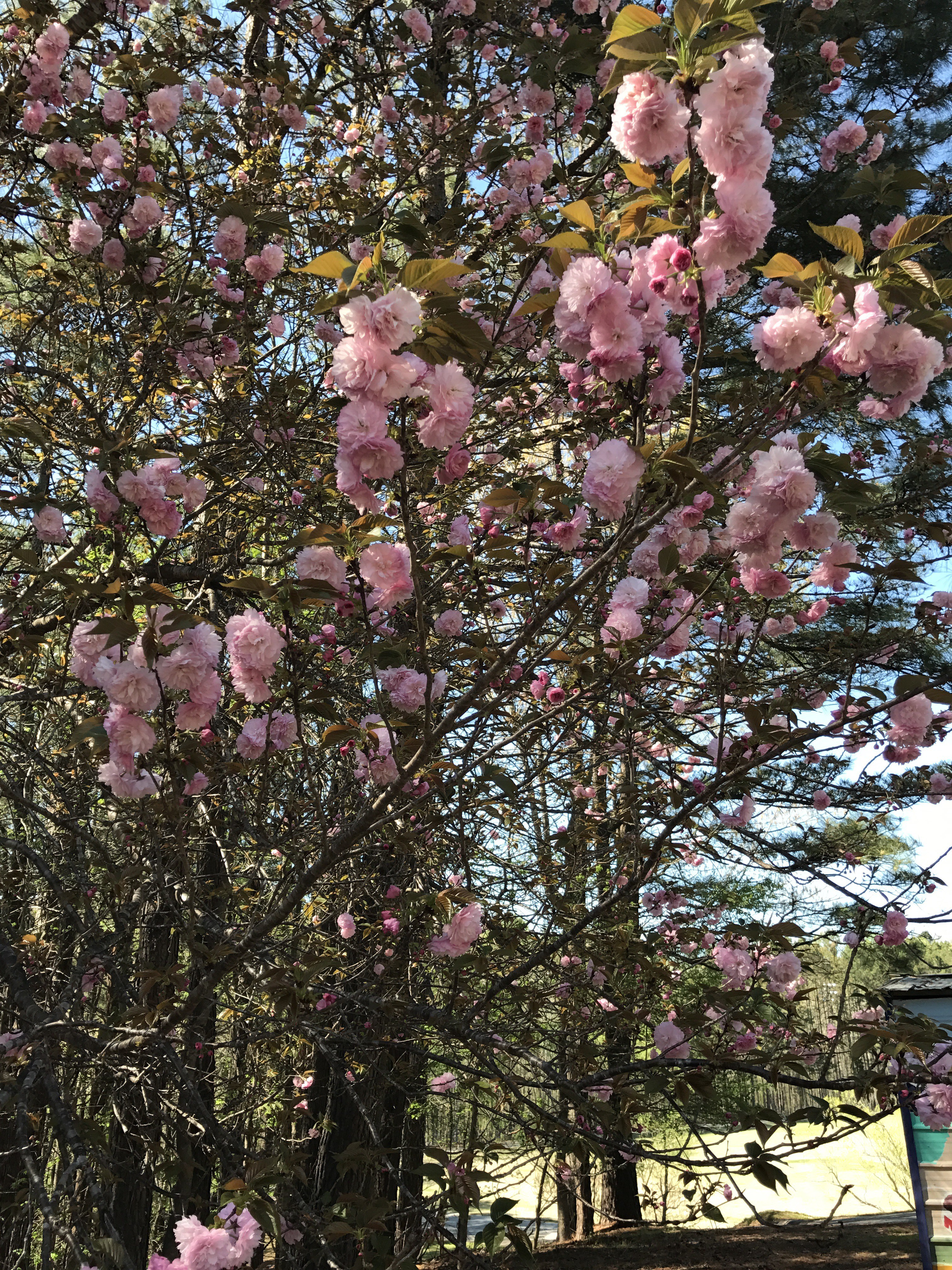 Kanzan Japanese Flowering Cherry, Prunus serrulata – ChasingTrees