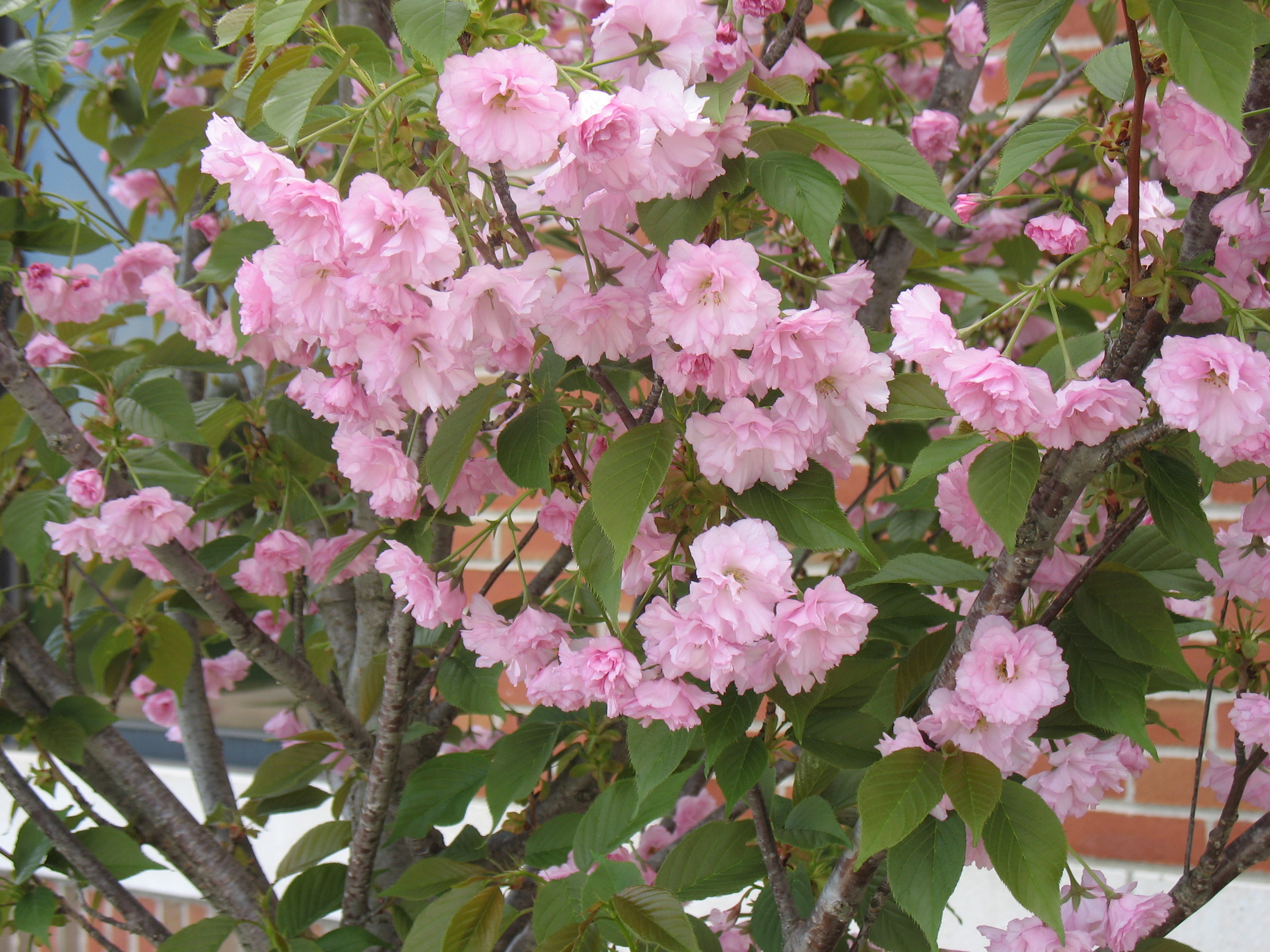 The Saline District Library Grounds: Kwanzan Cherry