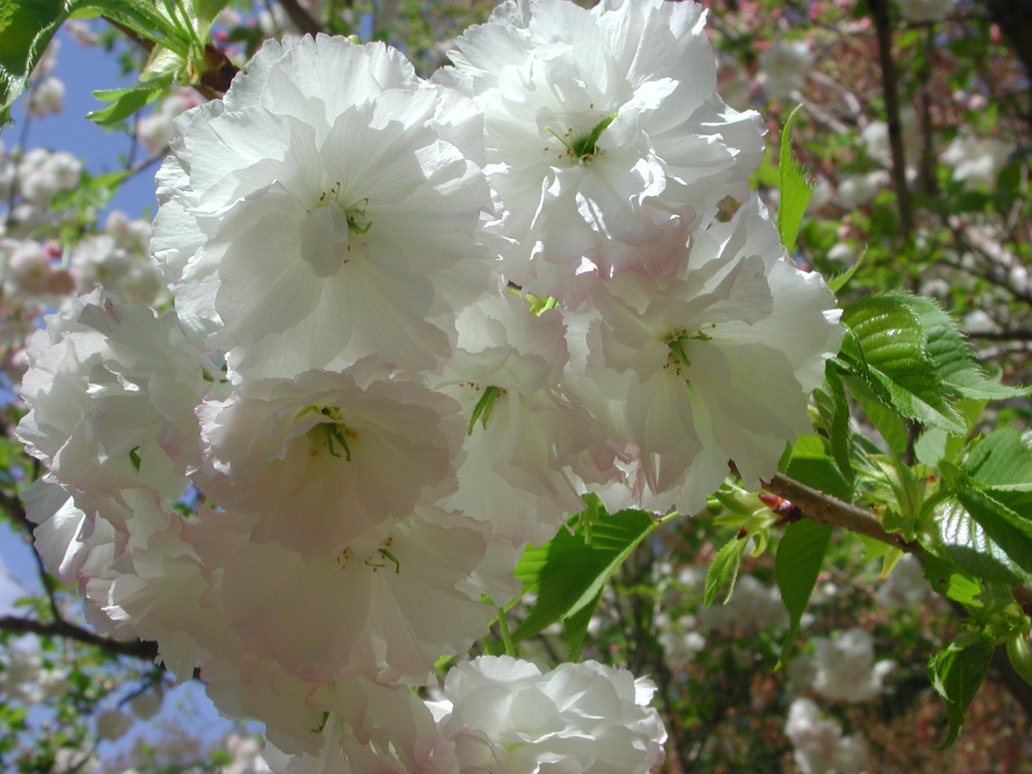 Shogetsu Japanese Flowering Cherry | TREES AND SHRUBS | Pinterest ...