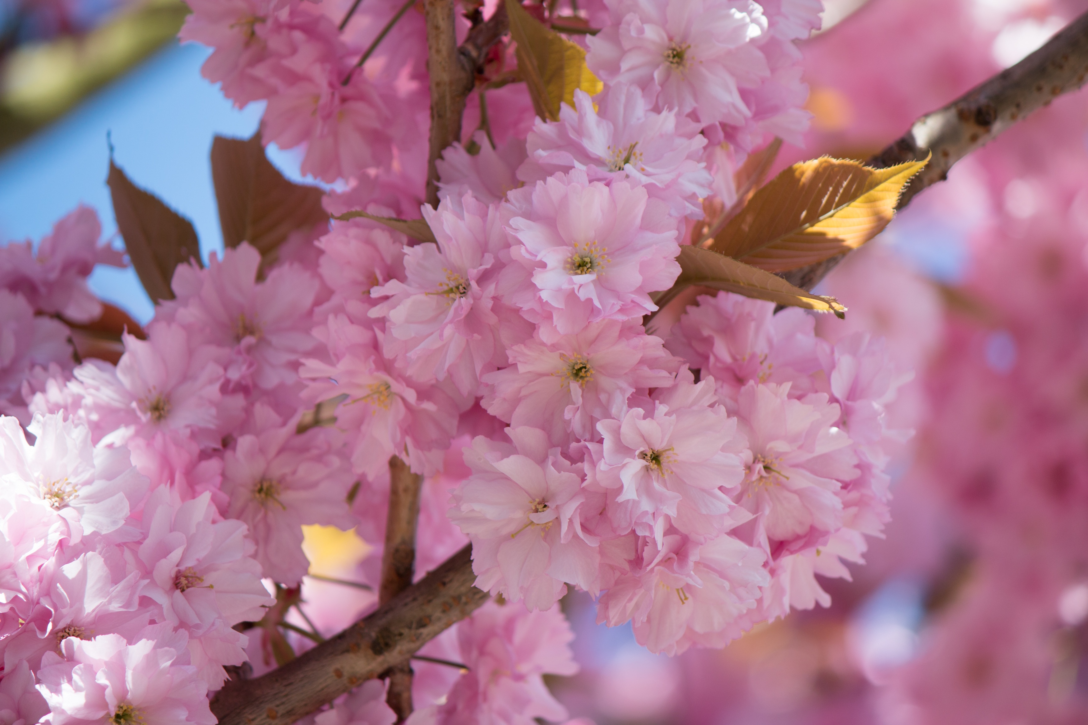 Japanese Flowering Cherry